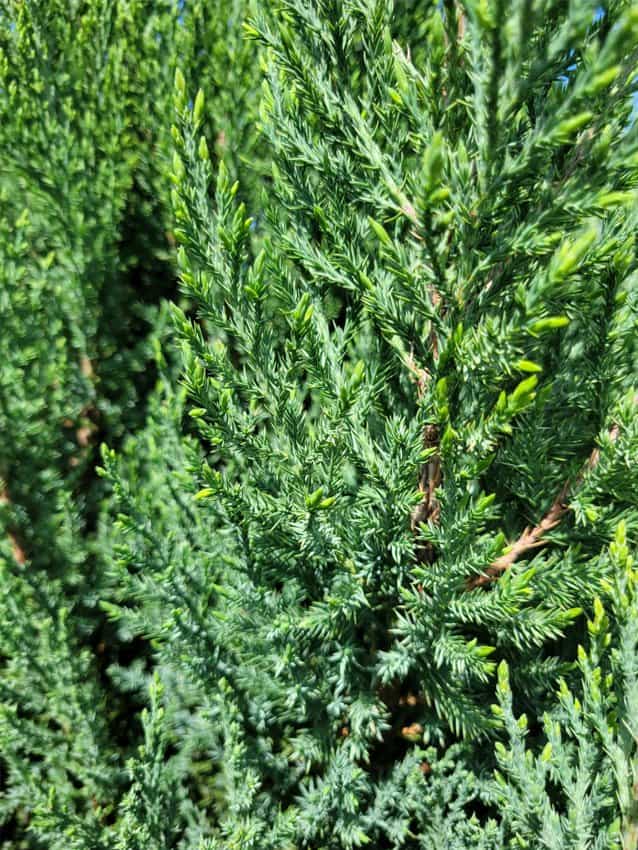 Blue Point Juniper