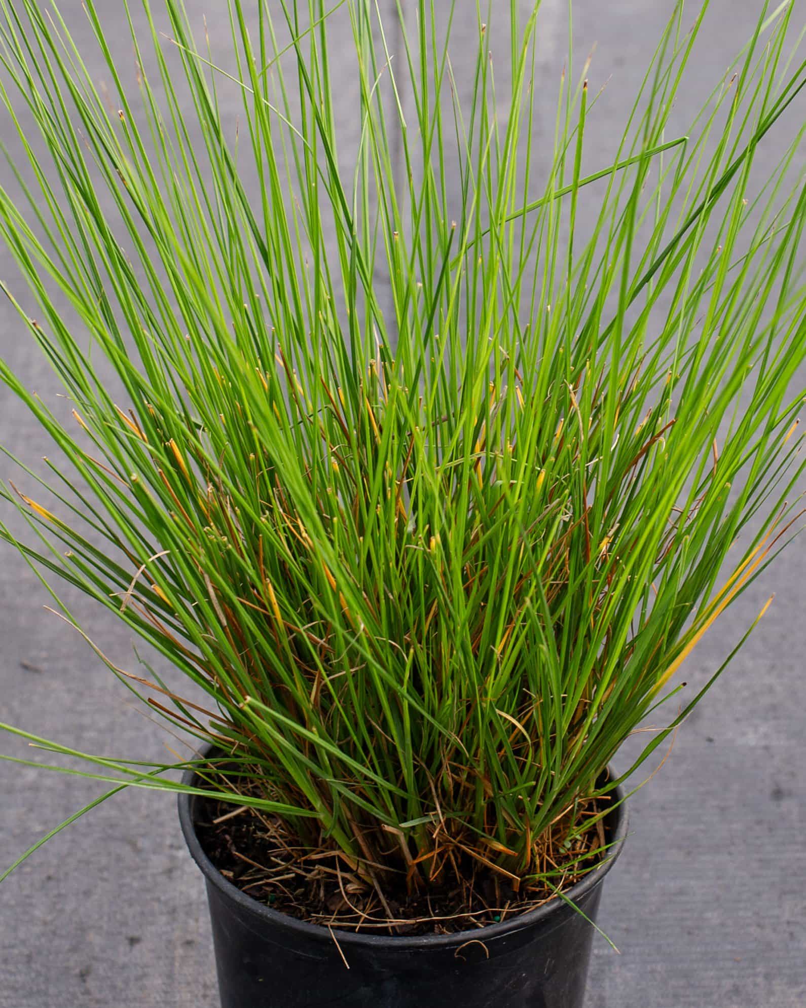 Cassian Fountain Grass