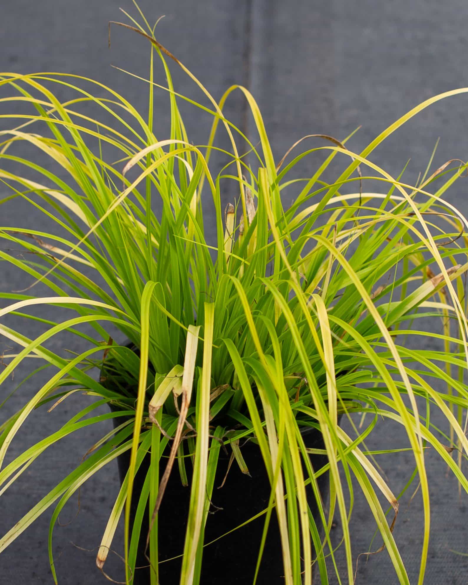 Everillo EverColor Carex Sedge