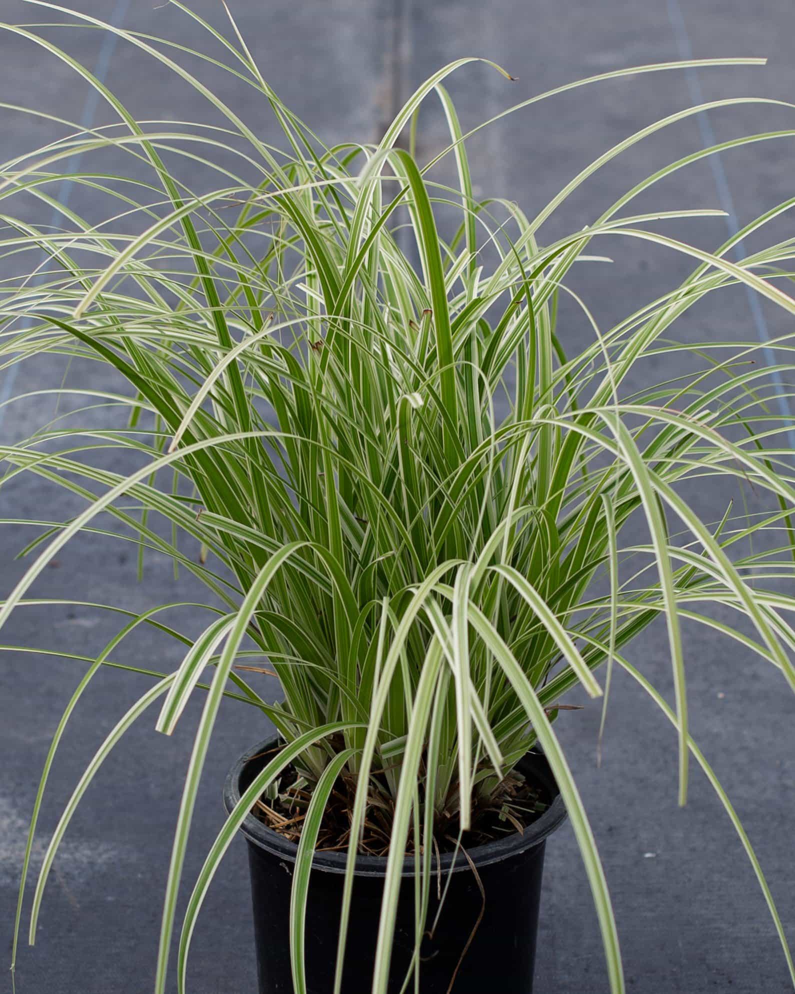 Feather Falls Carex Sedge Variegated