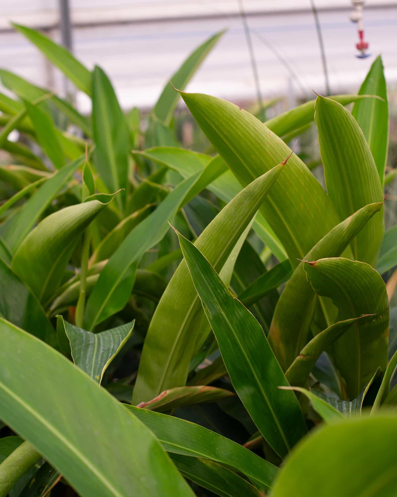 Green Shell Ginger