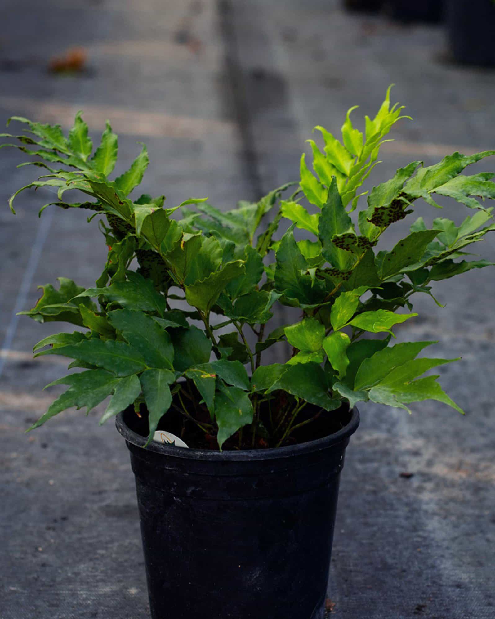 Holly Fern