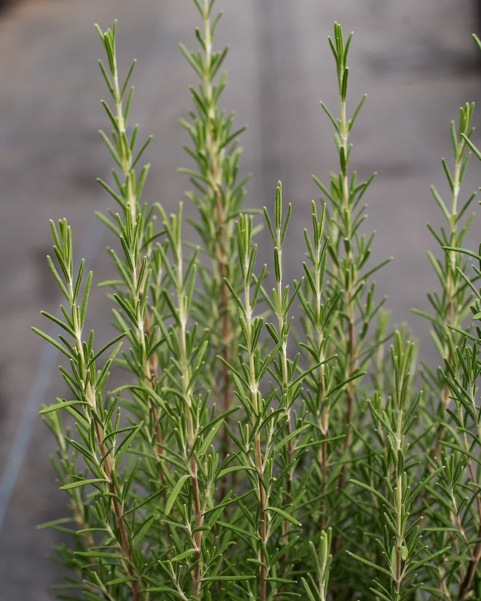 Huntington Carpet Rosemary