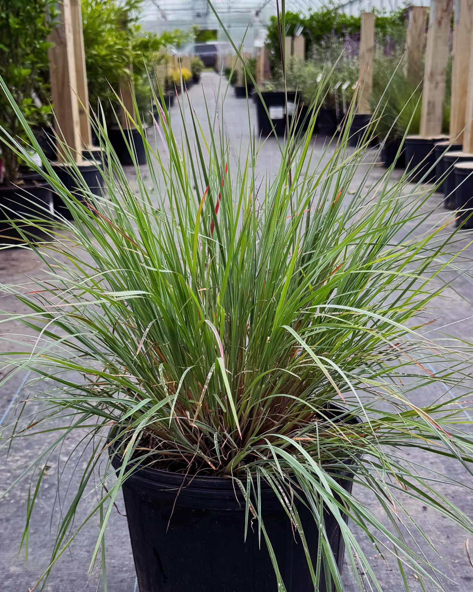 Little Bluestem