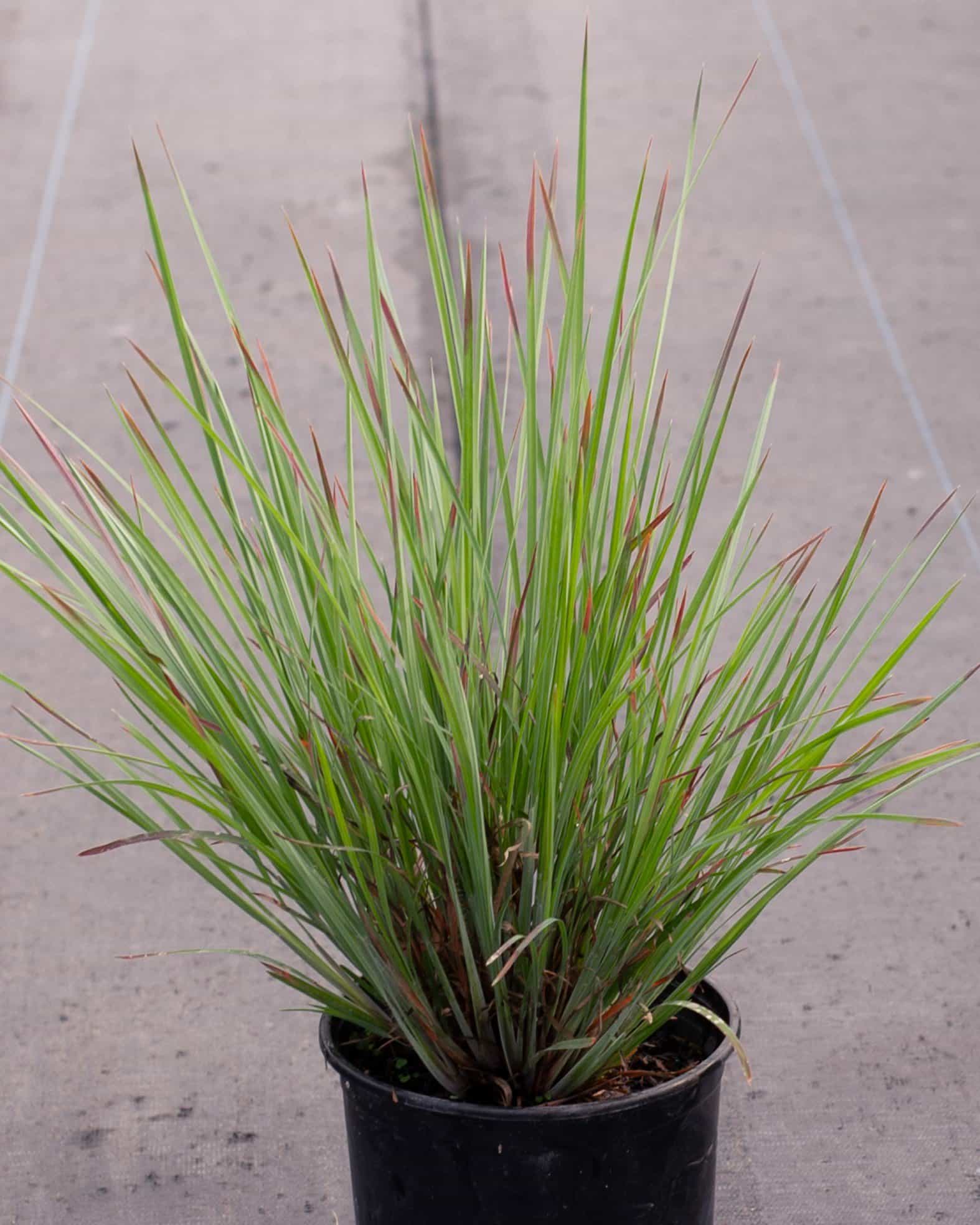 Little Bluestem Standing Ovation