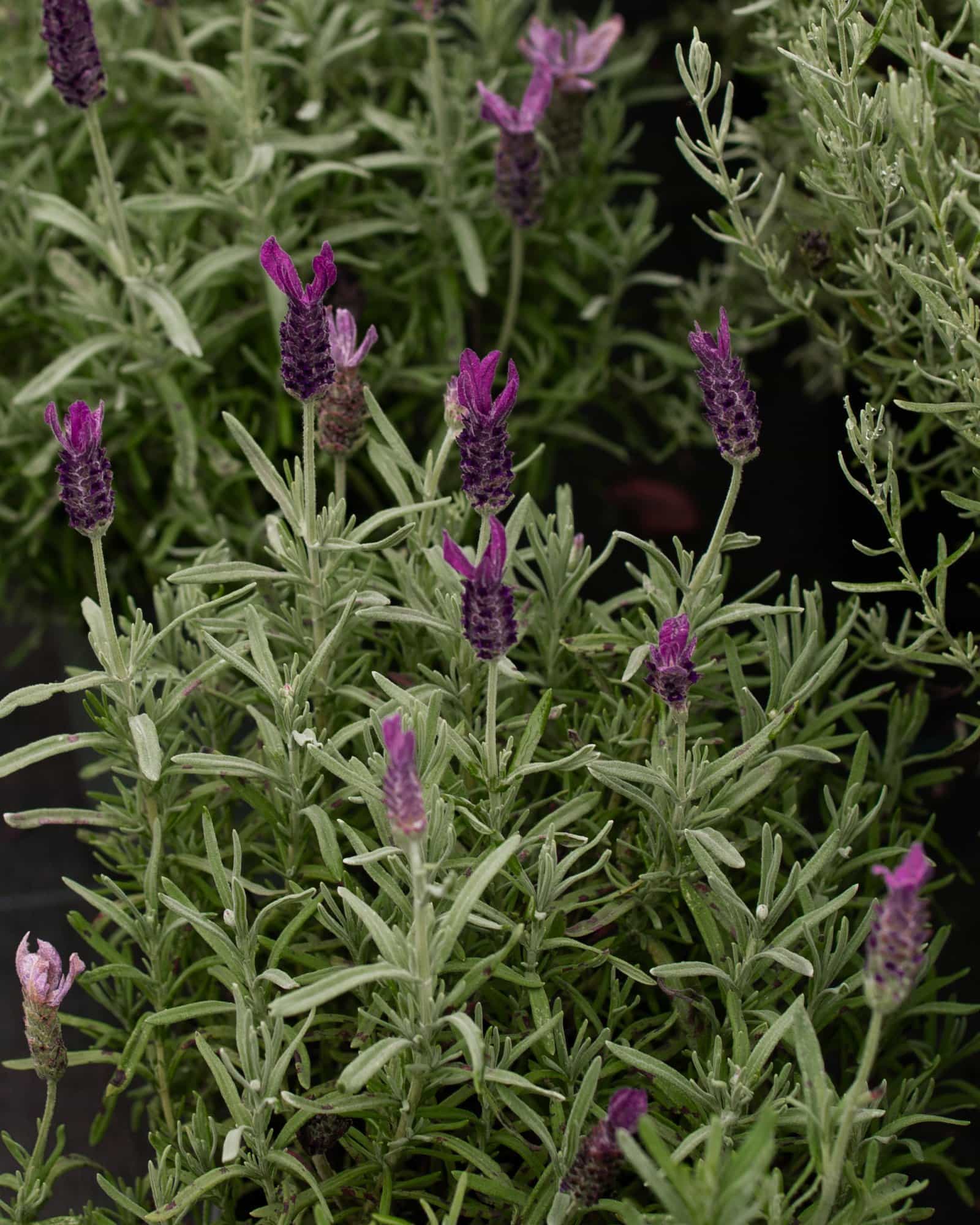 Primavera Lavender
