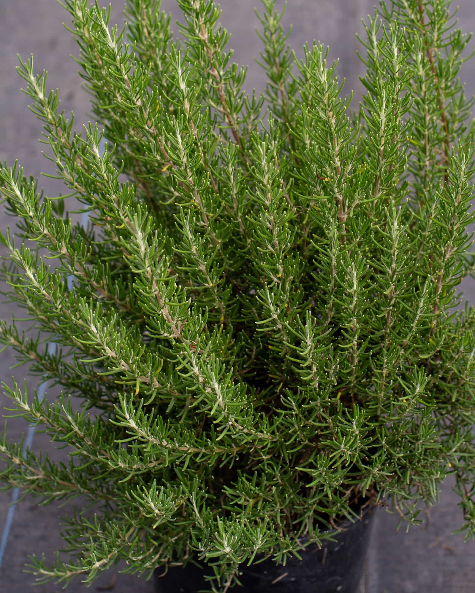 Roman Beauty Rosemary