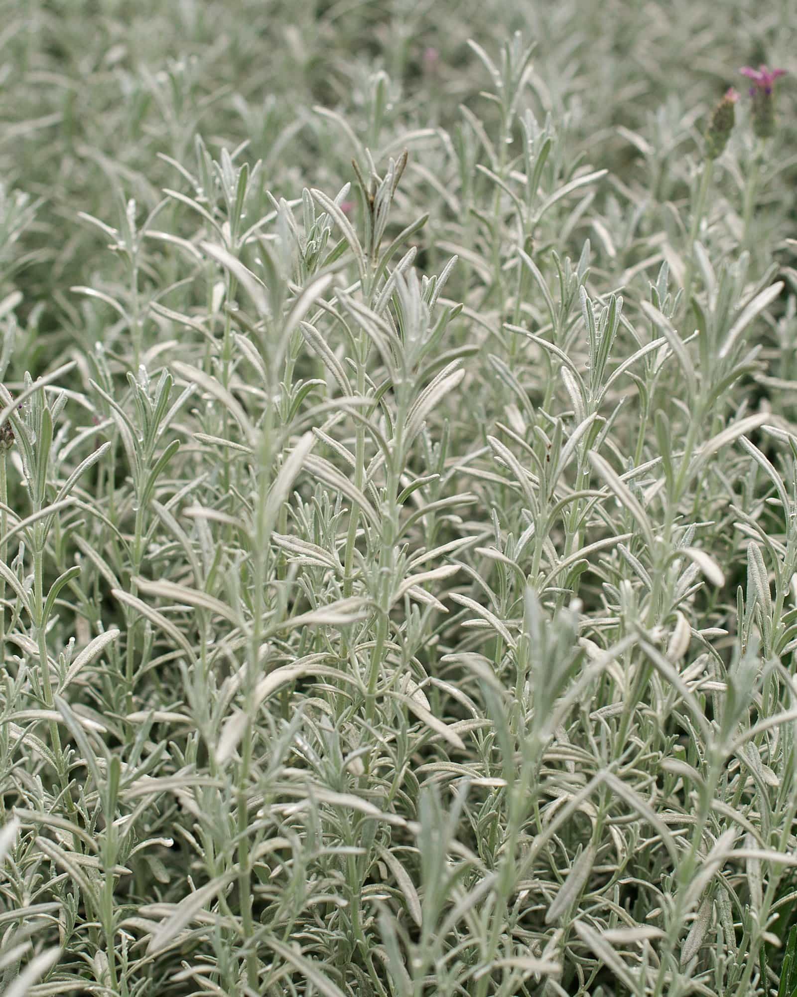 Silver Anouk Lavender