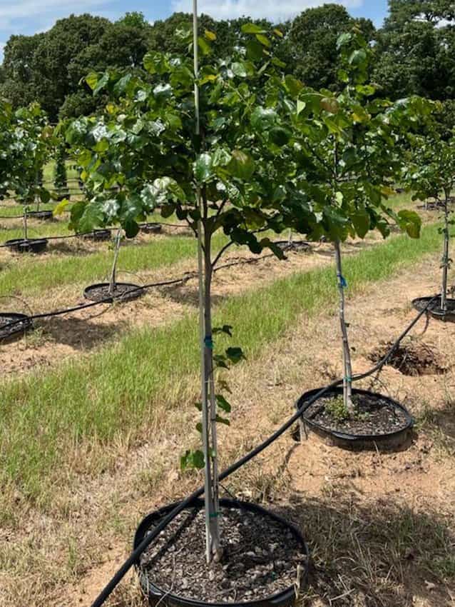 Texas Redbud