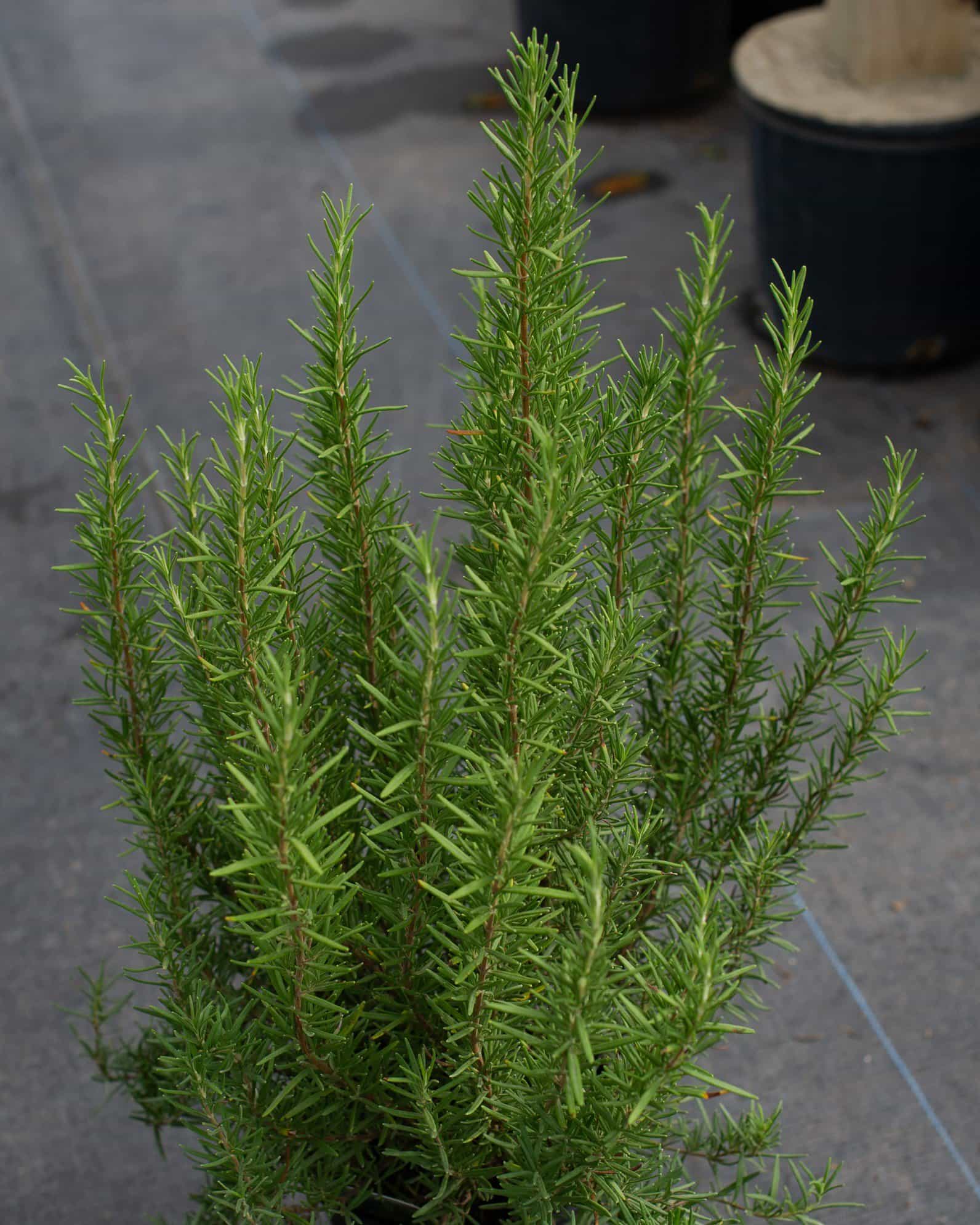 Tuscan Blue Rosemary