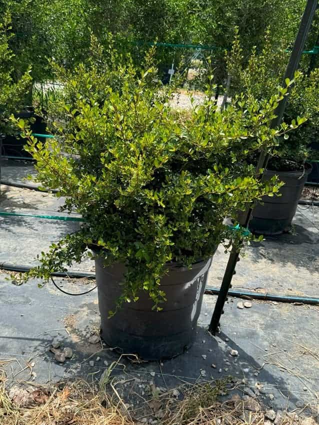 Walters Viburnum Select