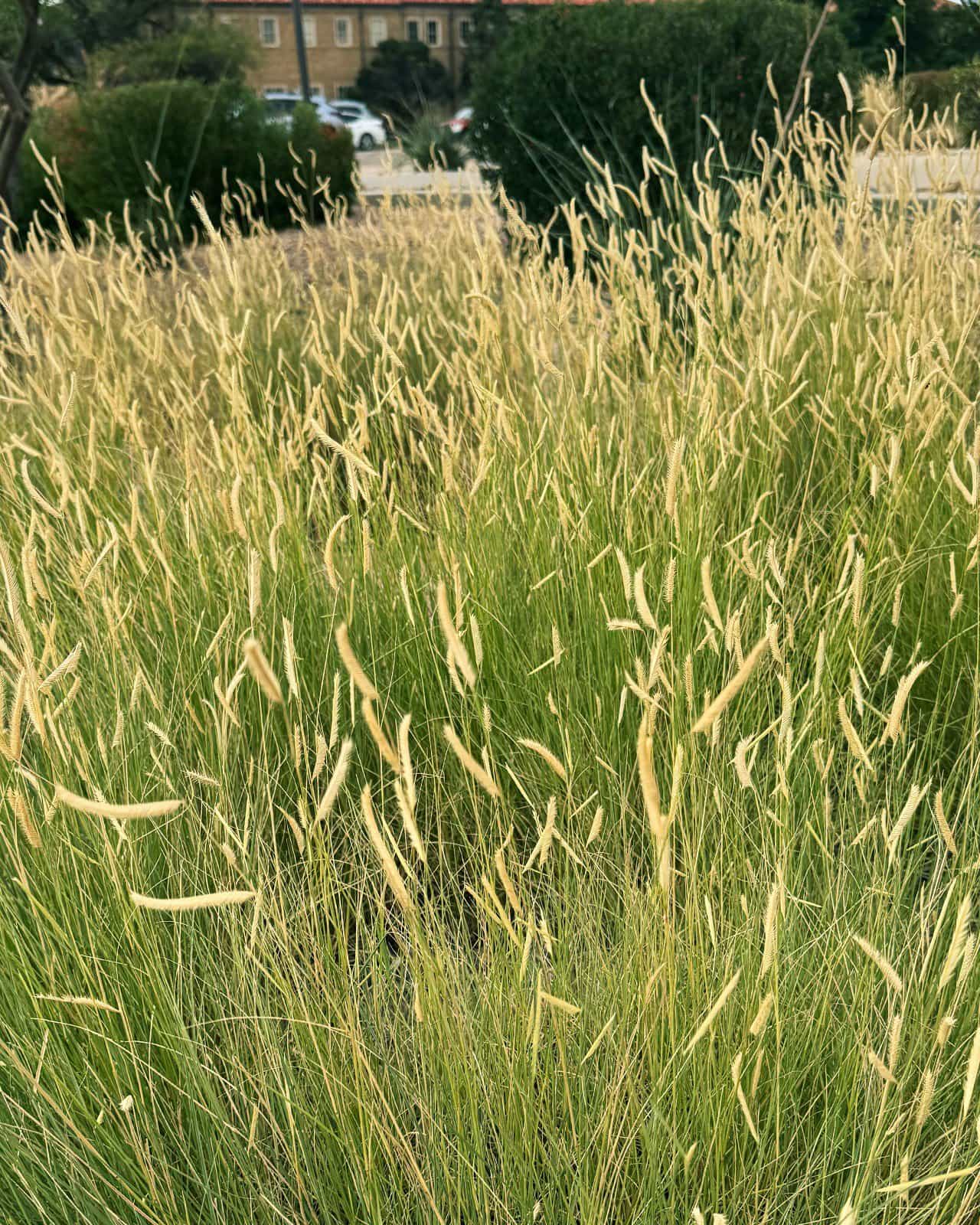 Blue Grama Blonde Ambition
