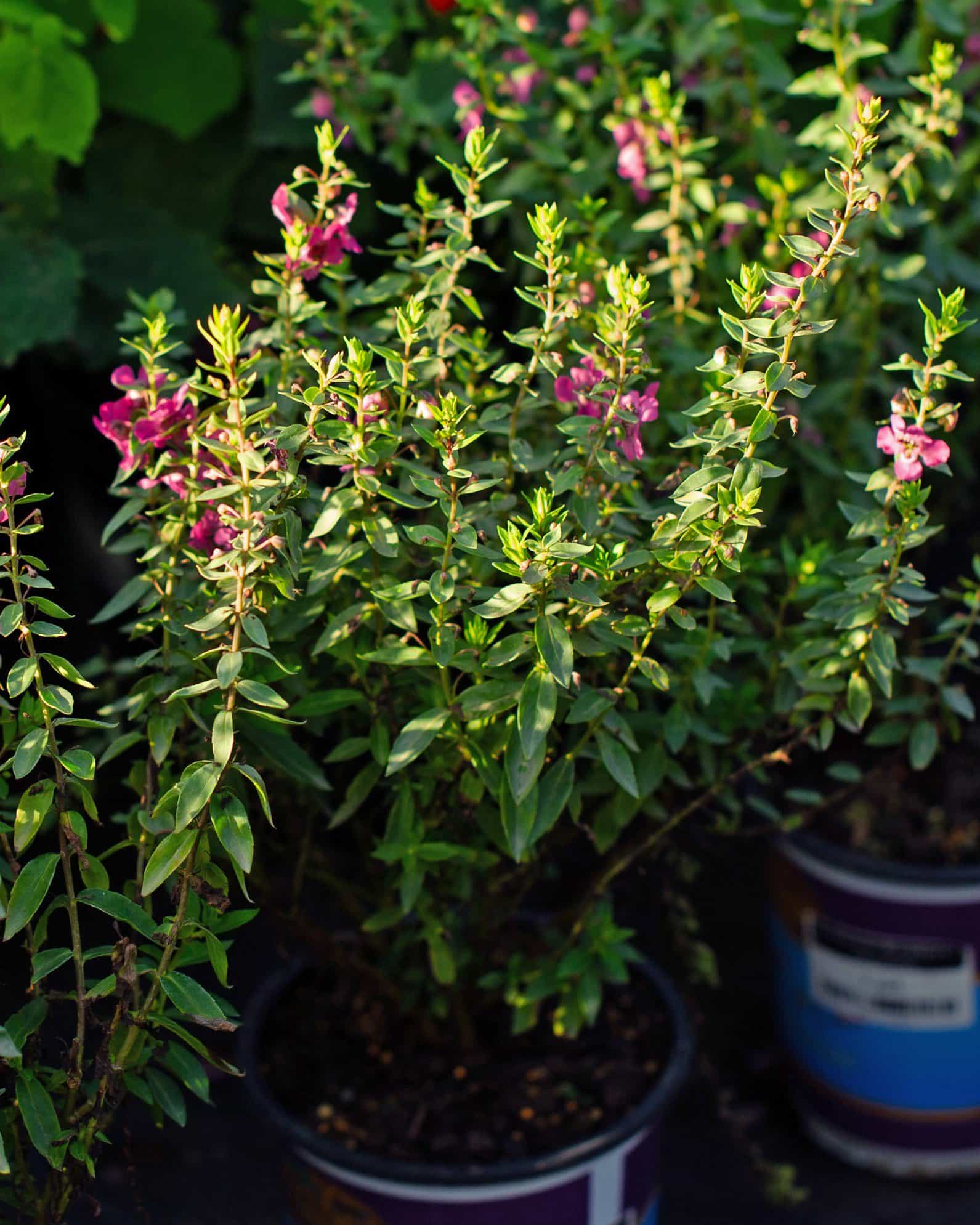 Archangel Raspberry Angelonia