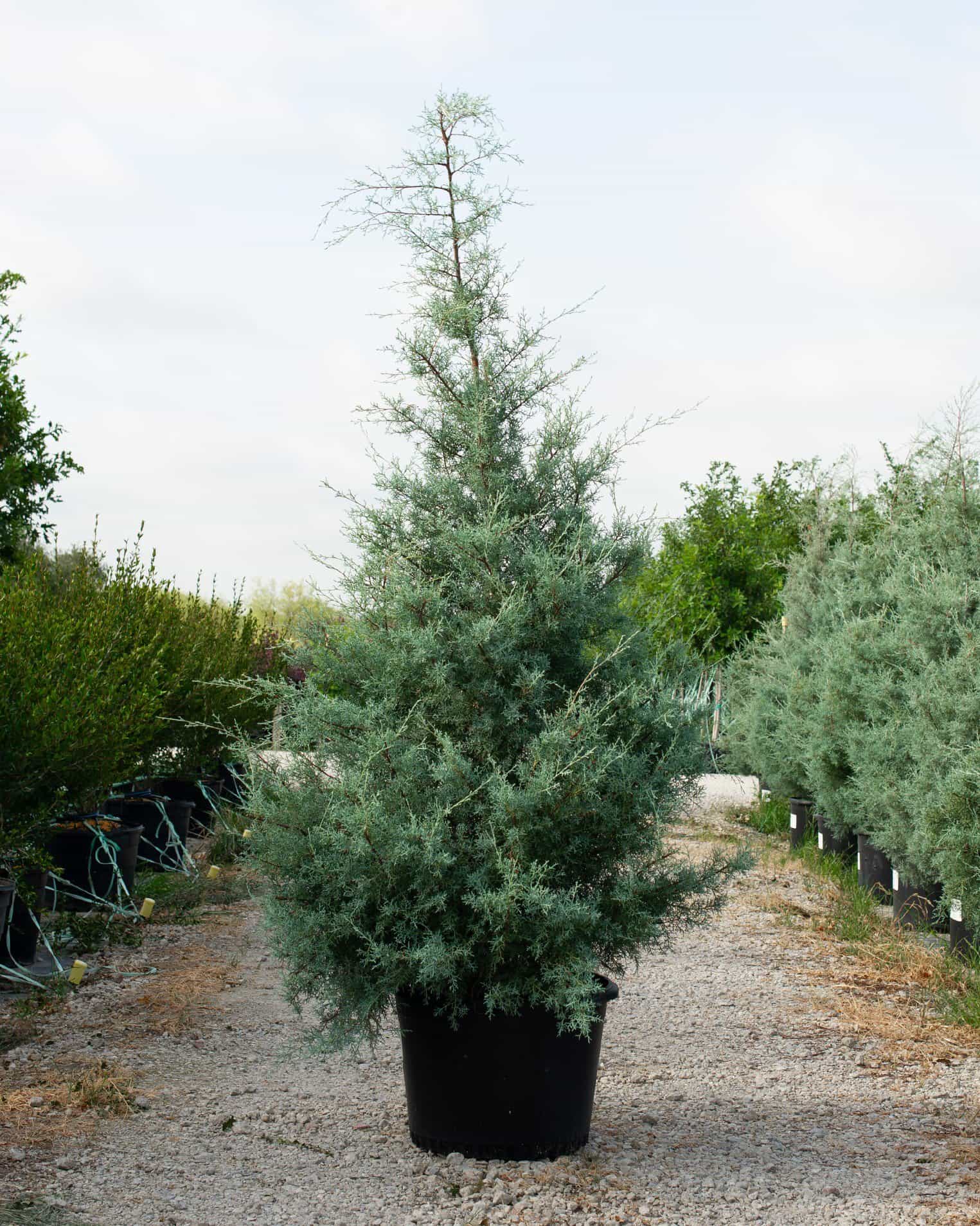 Arizona Cypress Carolina Sapphire