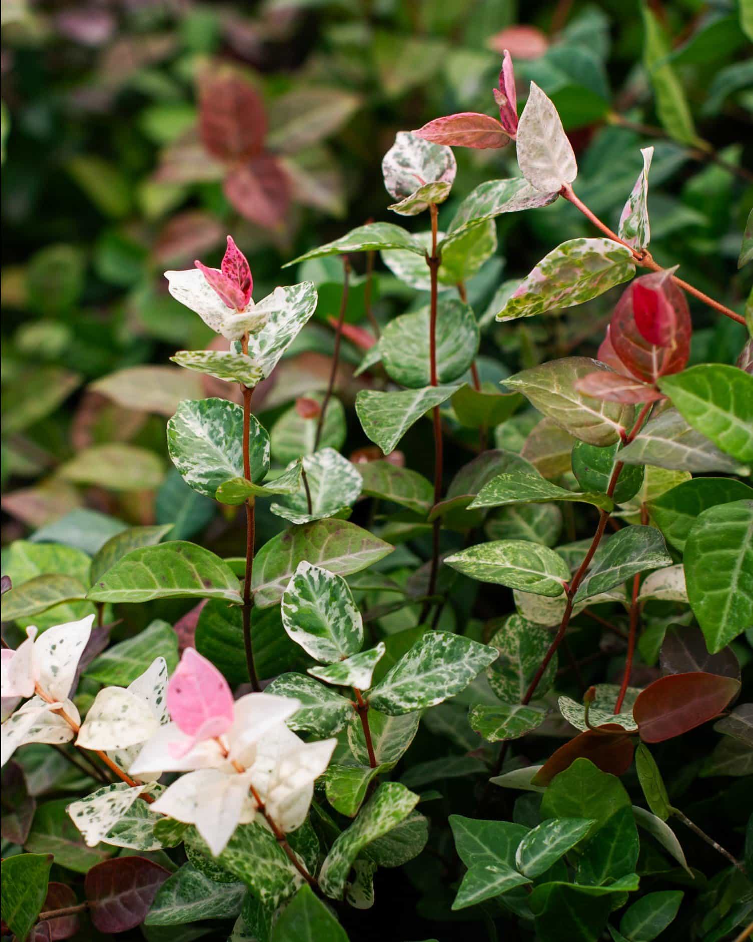Asiatic Jasmine Snow-N-Summer
