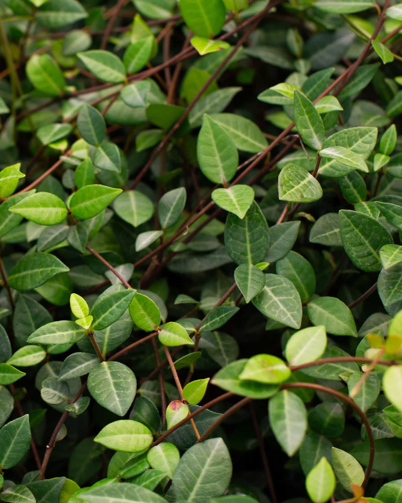 Asiatic Jasmine