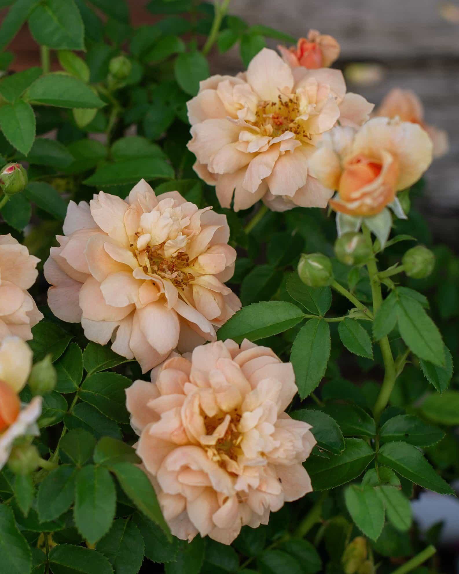 At Last Rose