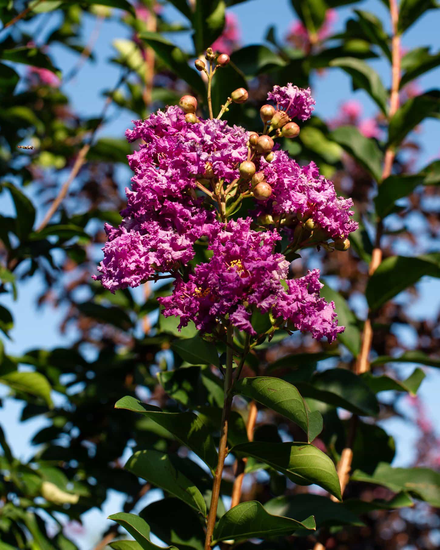 Autauga Crape Myrtle