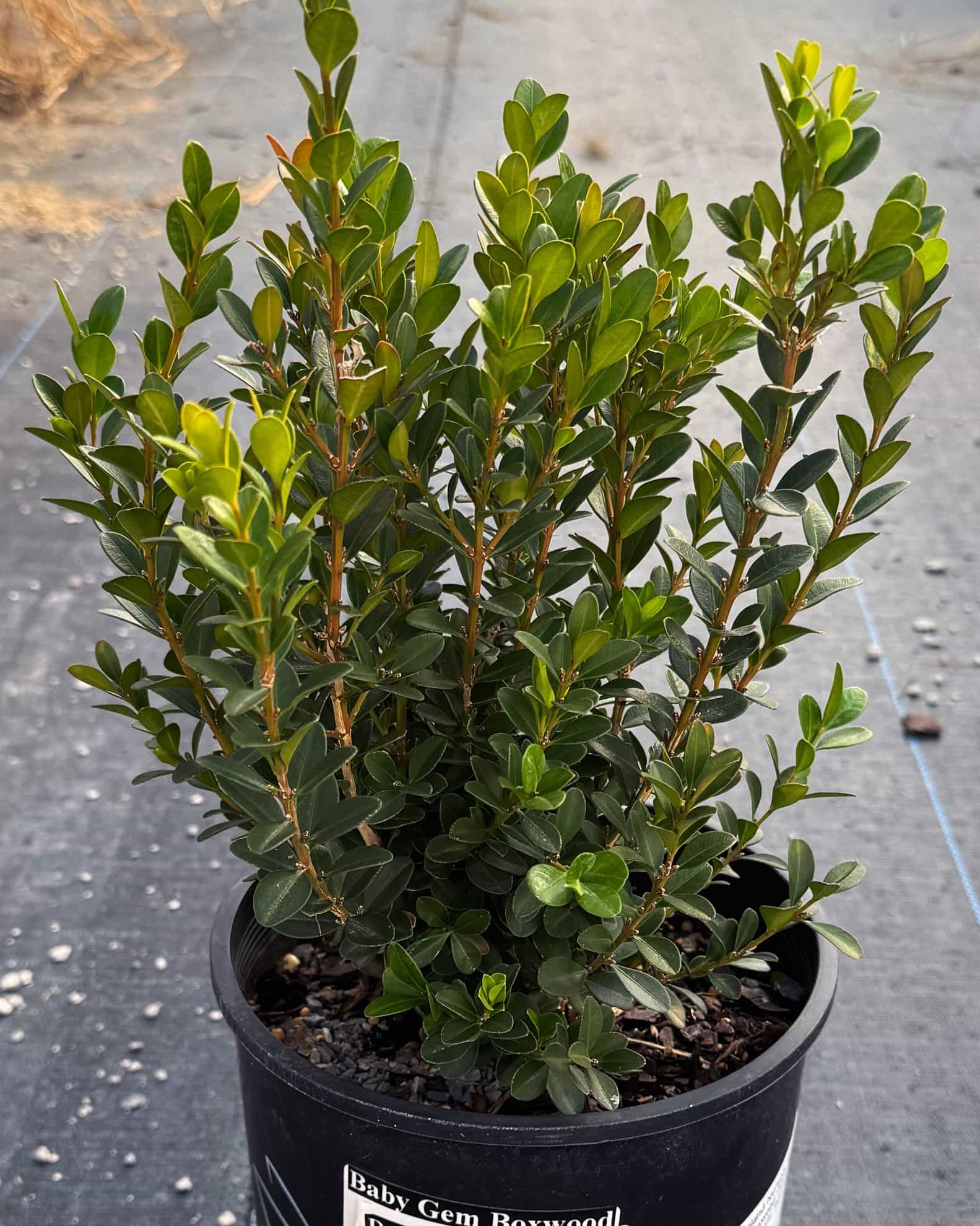 Baby Gem Boxwood