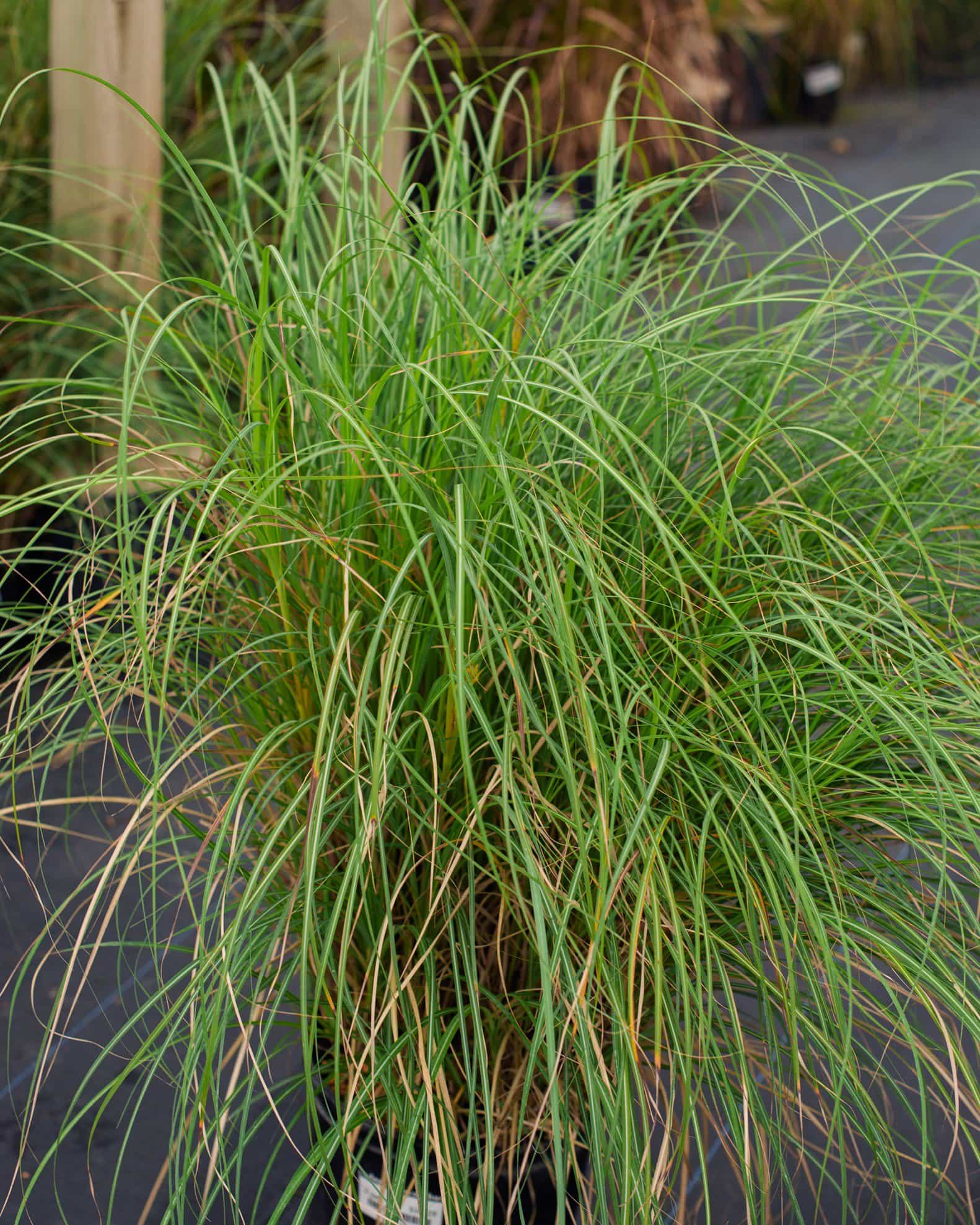 Adagio Miscanthus