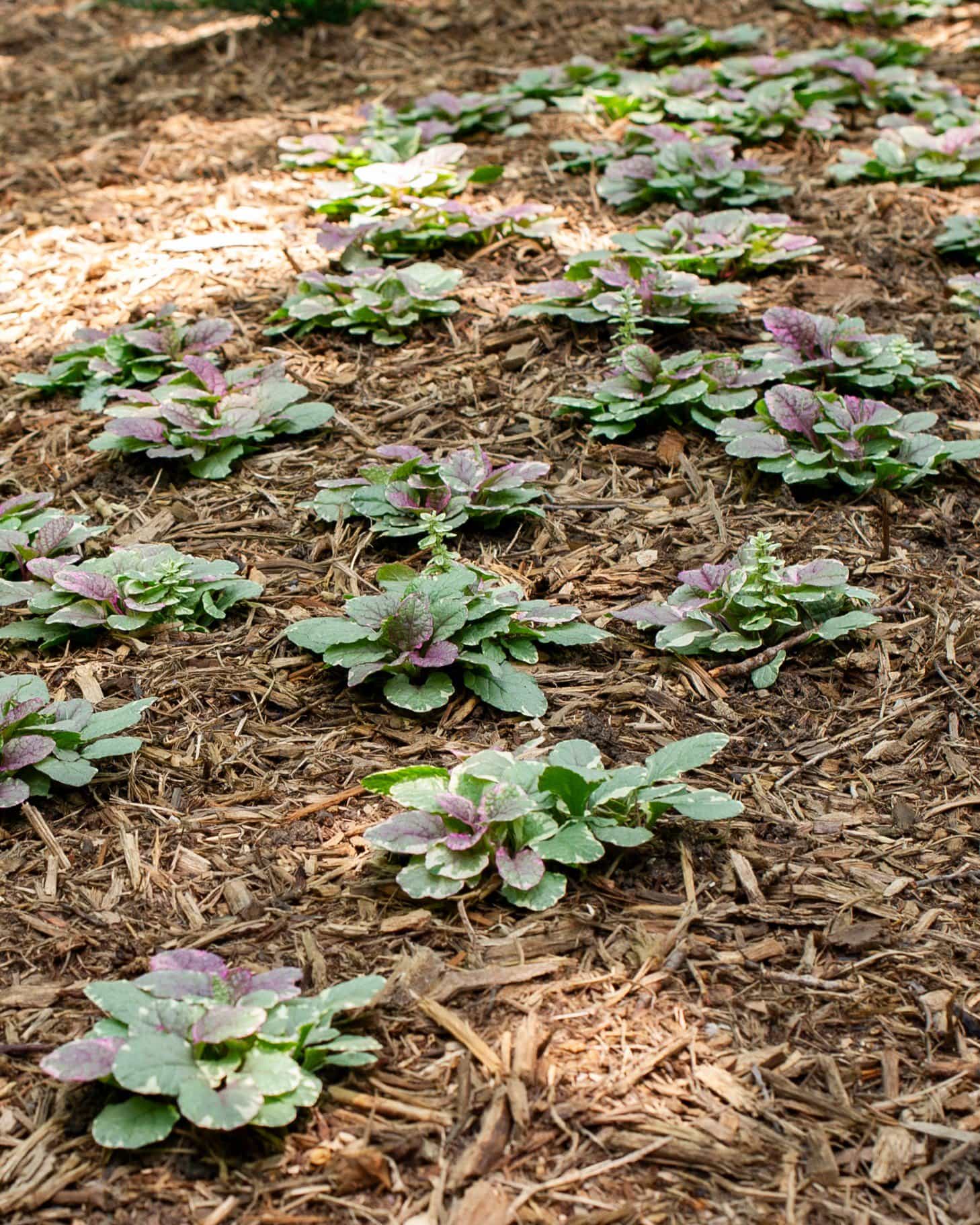 Burgundy Glow Ajuga