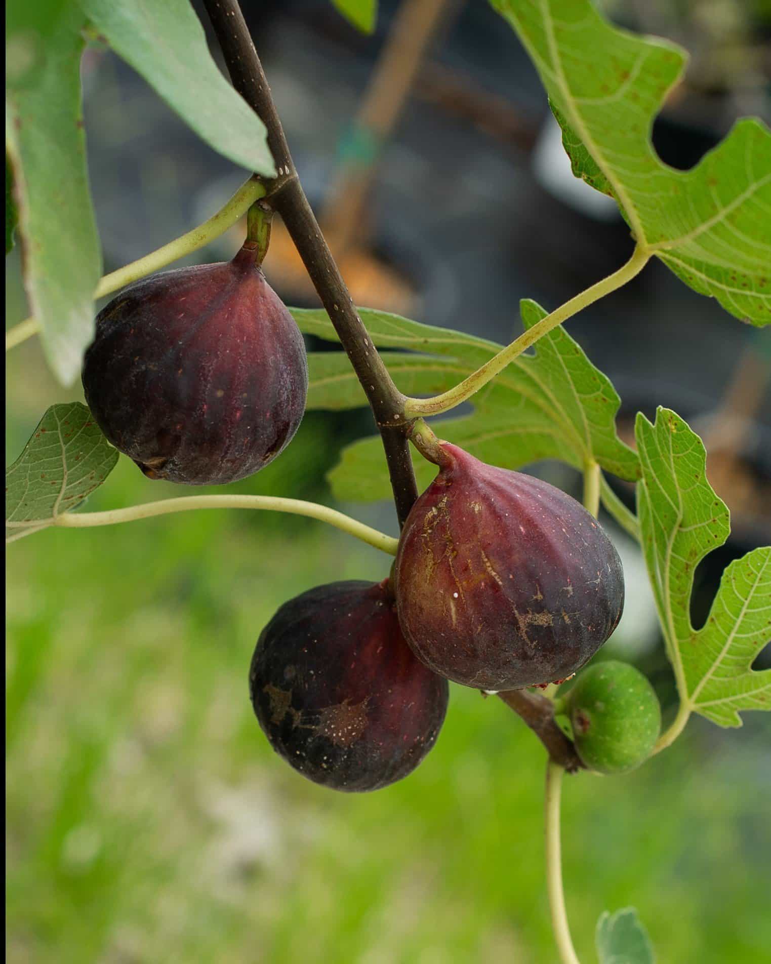 Celeste Fig
