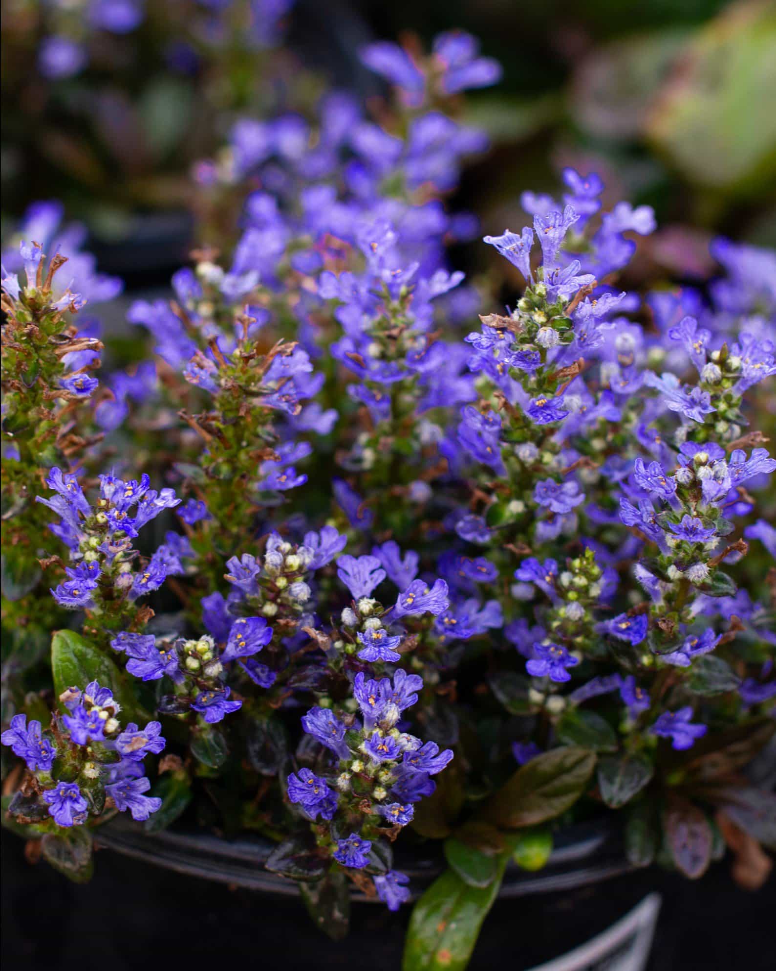 Chocolate Chip Ajuga