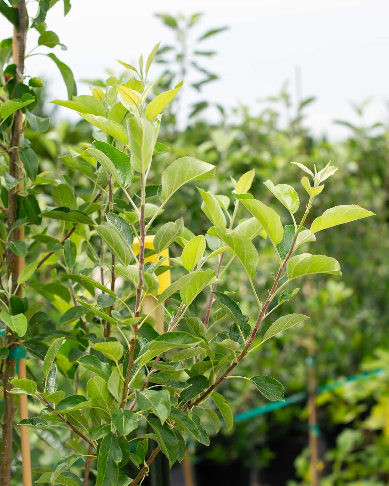 Golden Dorsett Apple