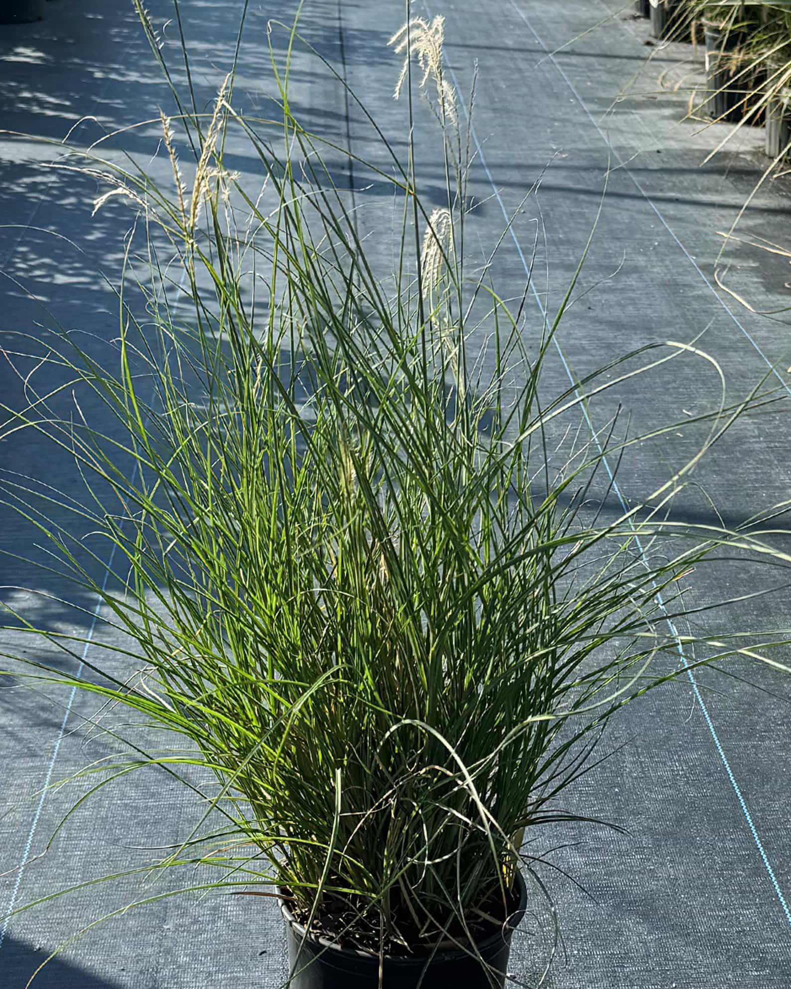 Little Kitten Miscanthus