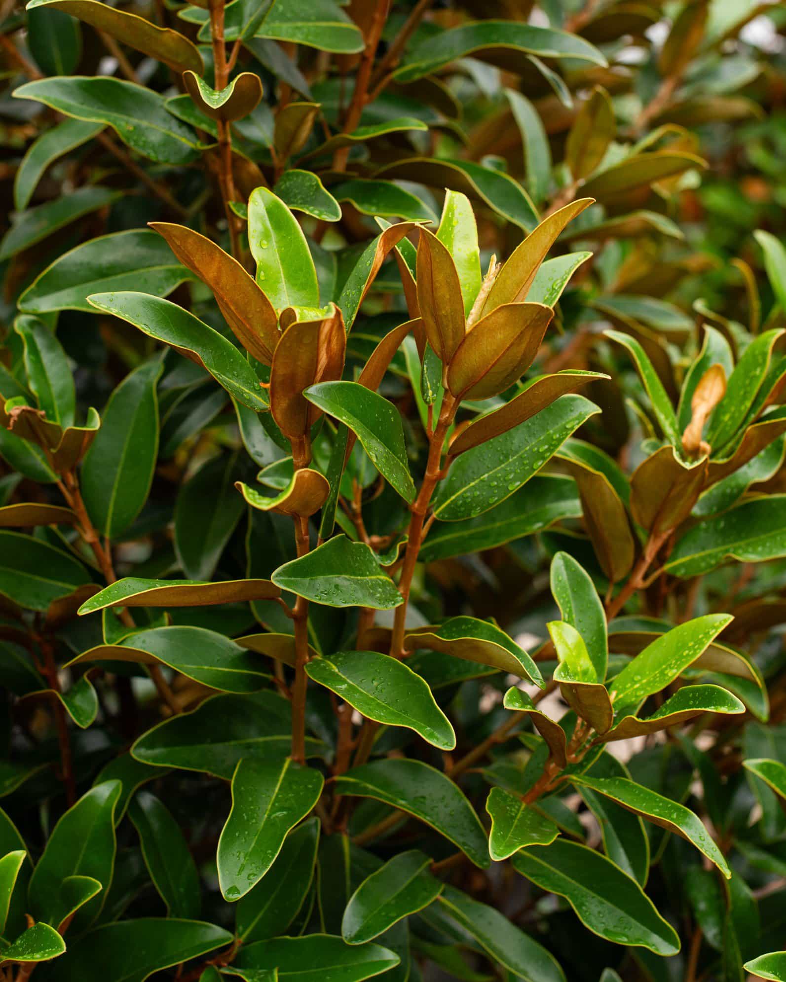 Alta Magnolia