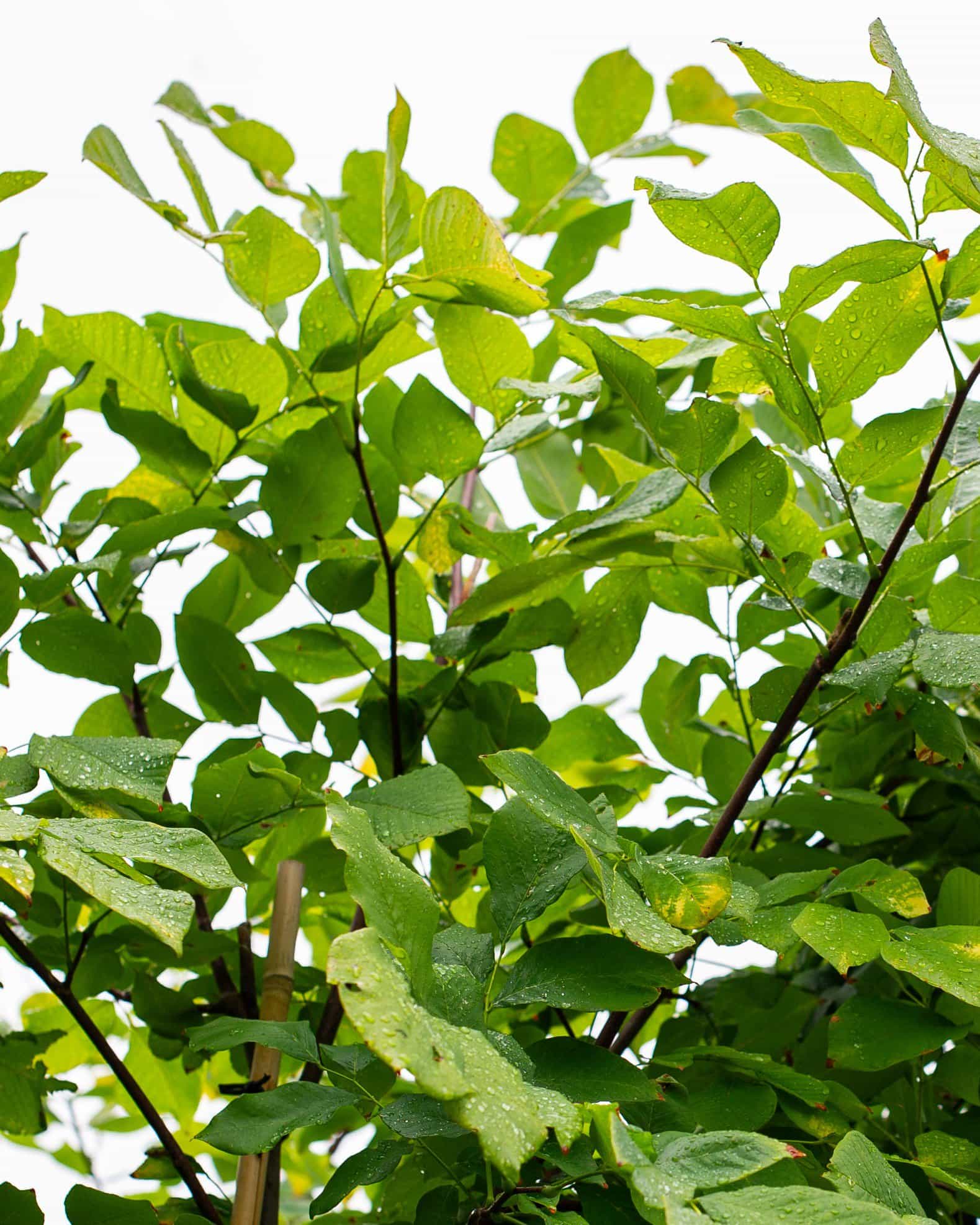 American Yellowwood