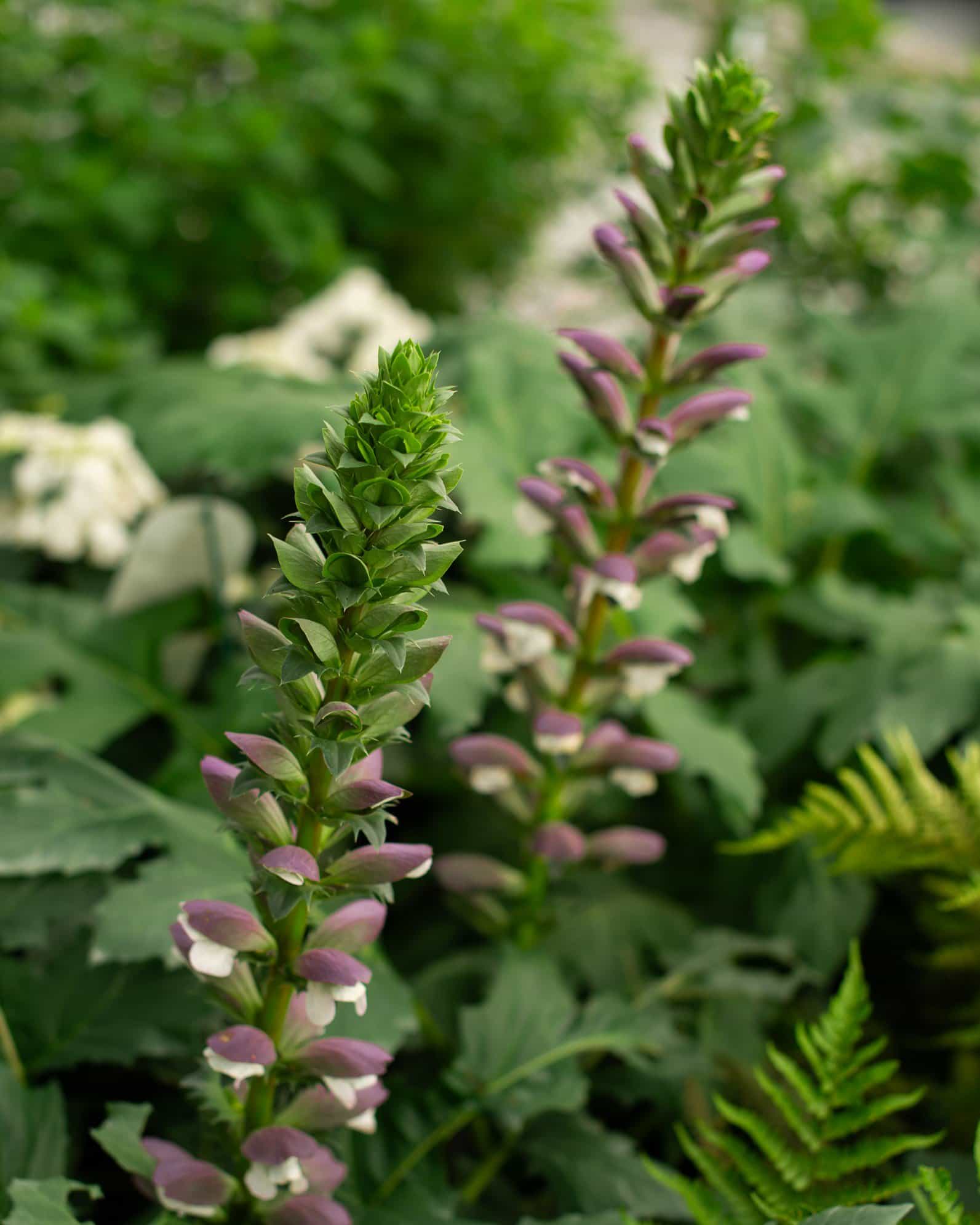 Bear's Breeches Acanthus