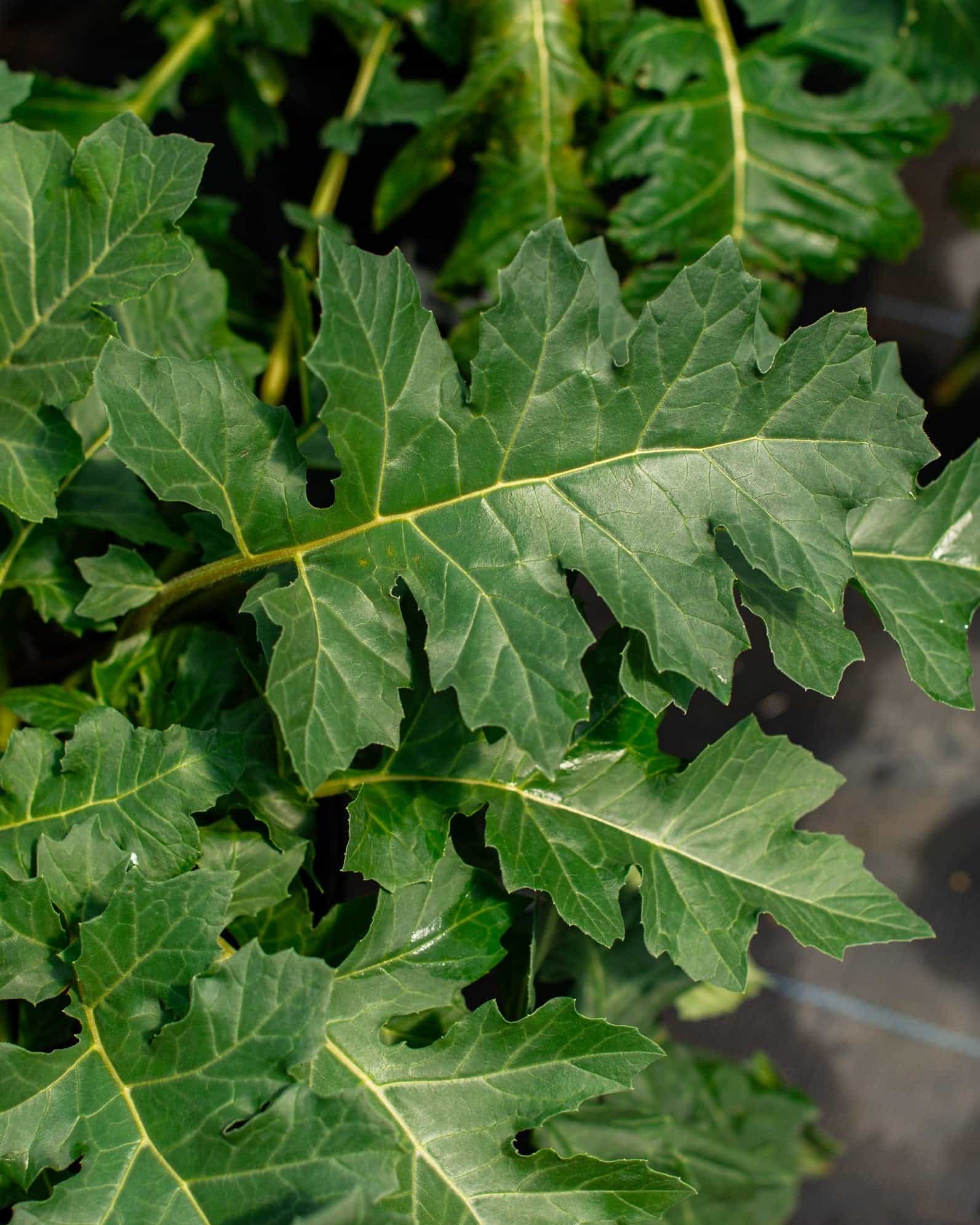 Bear's Breeches Acanthus - view 4