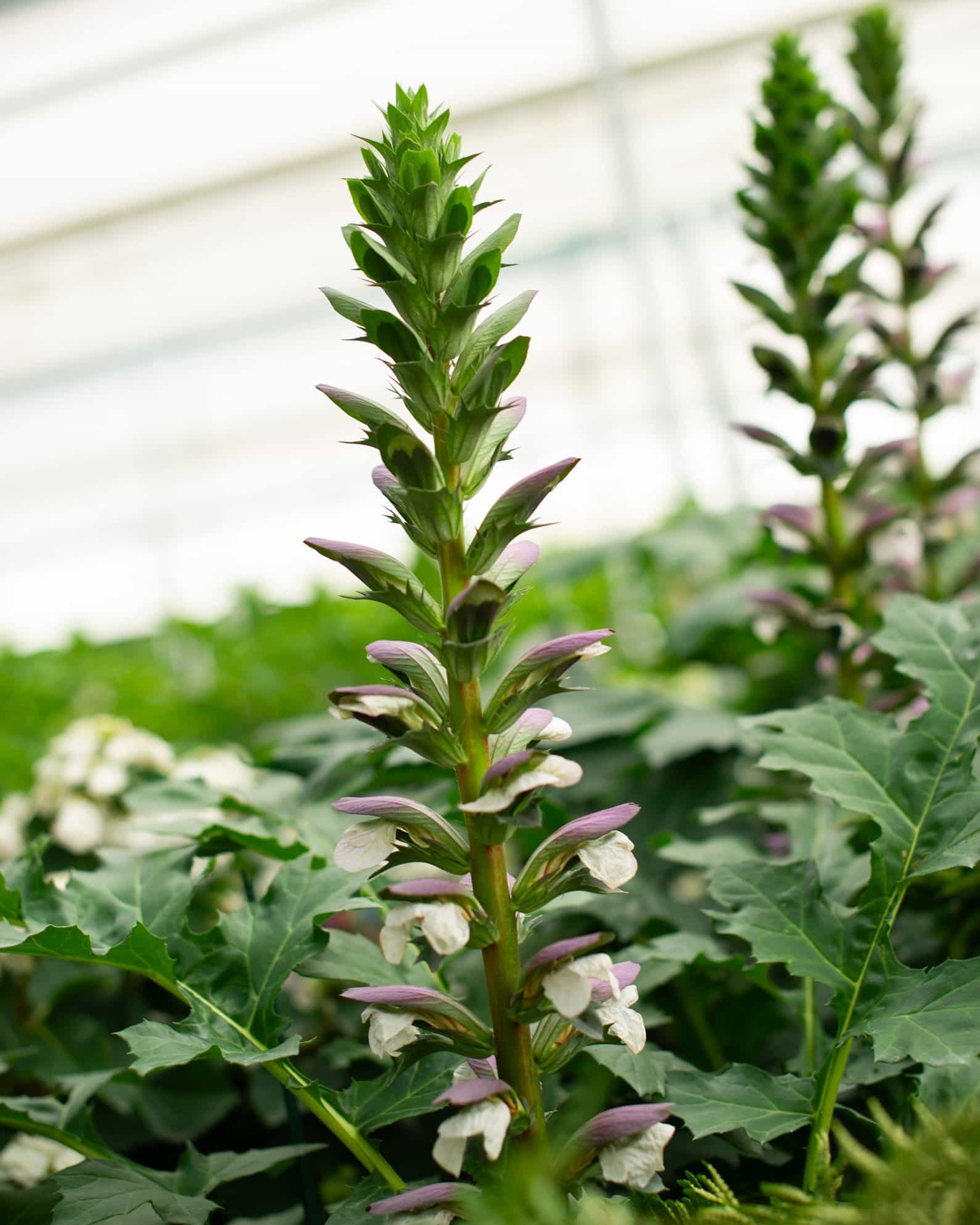 Bear's Breeches Acanthus - view 5