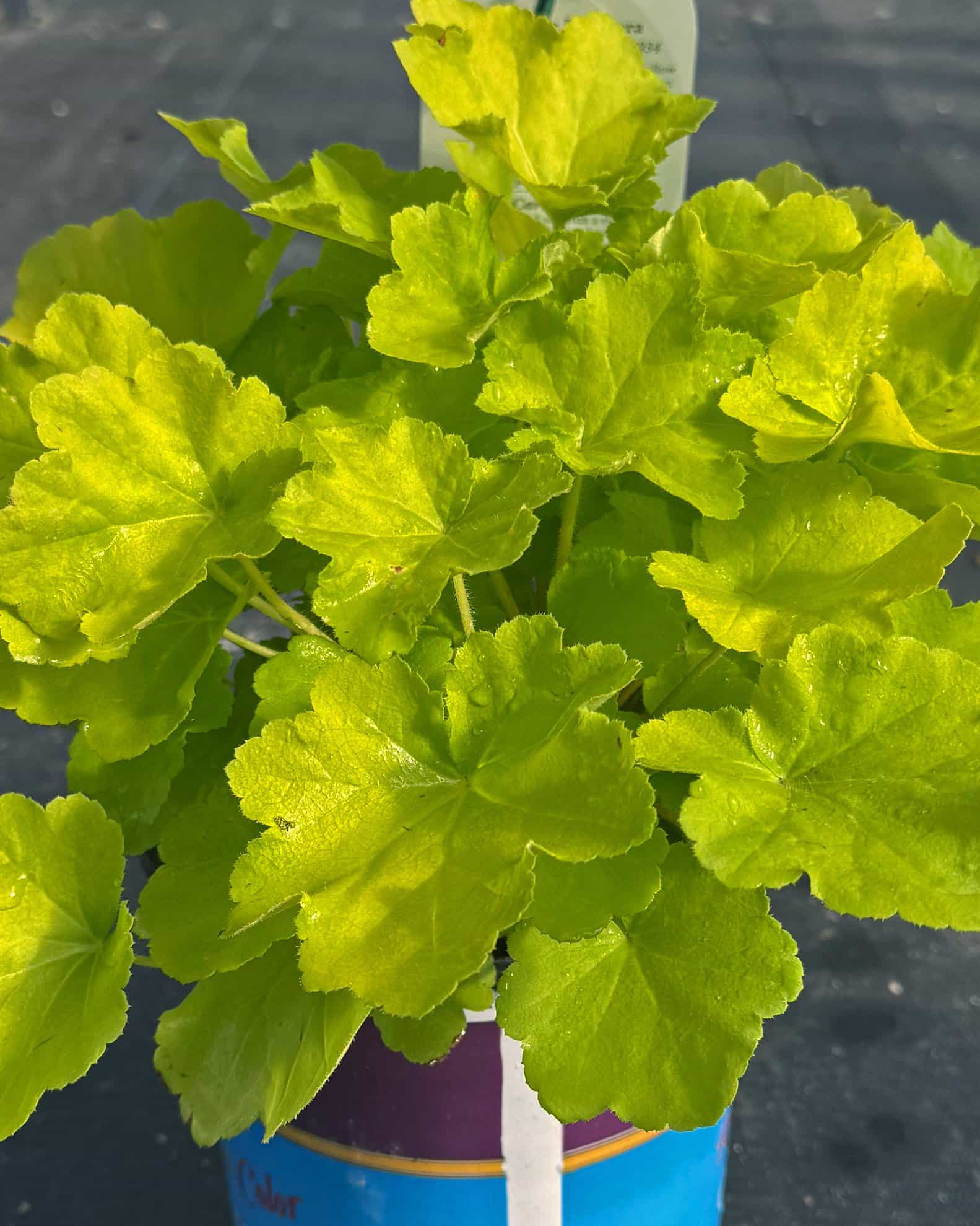 Citronelle Heuchera