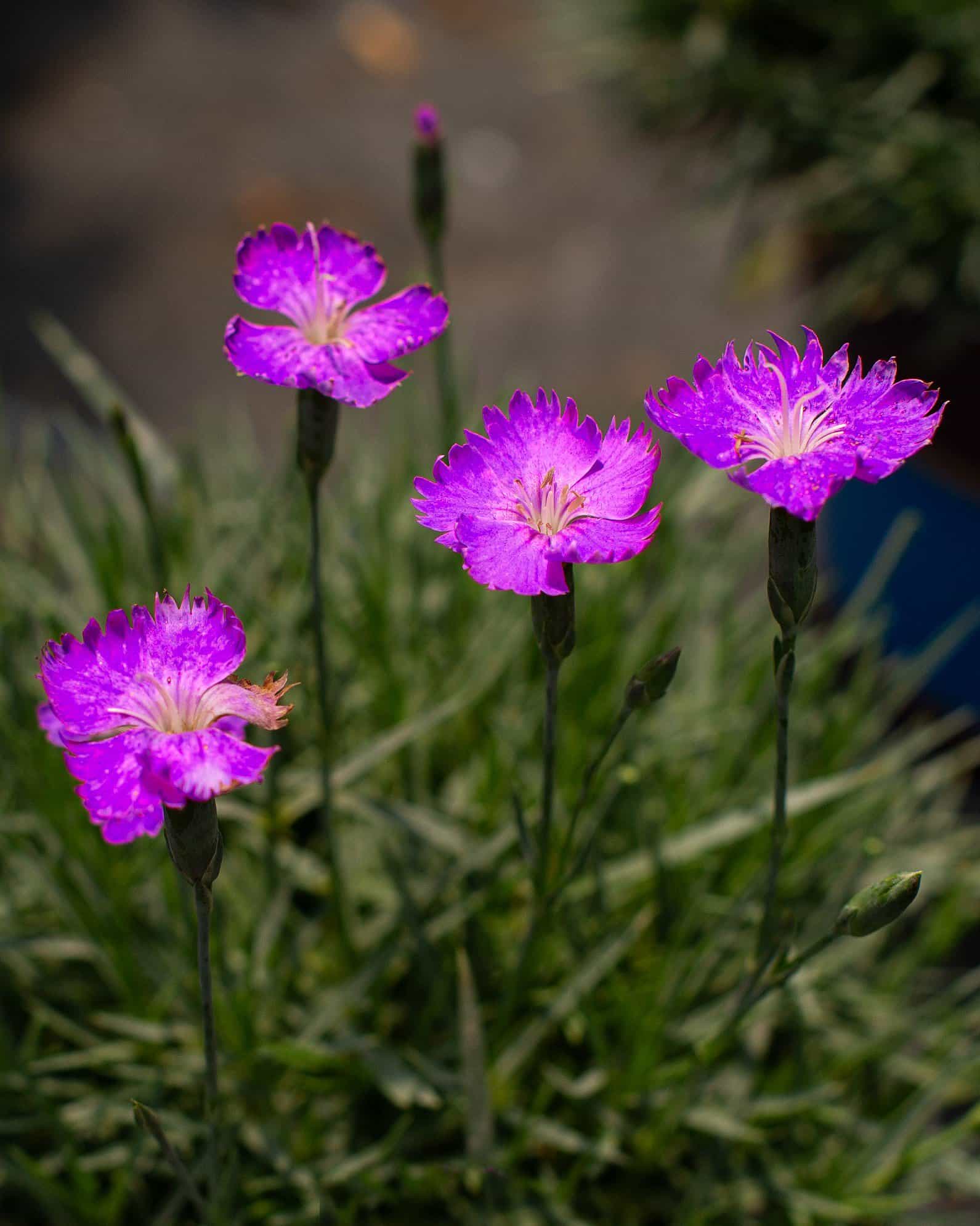 Firewitch Dianthus