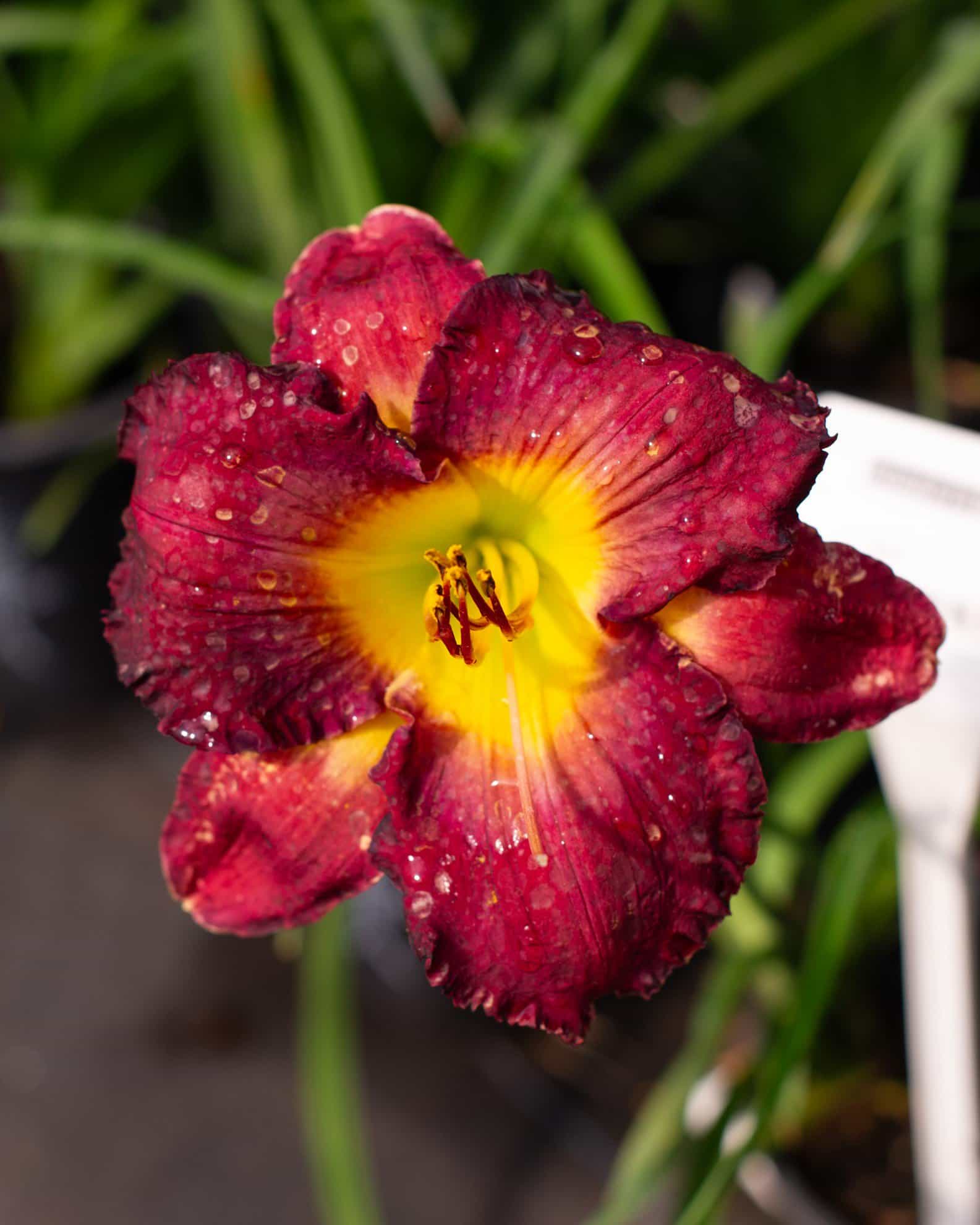 Island Fripp Daylily
