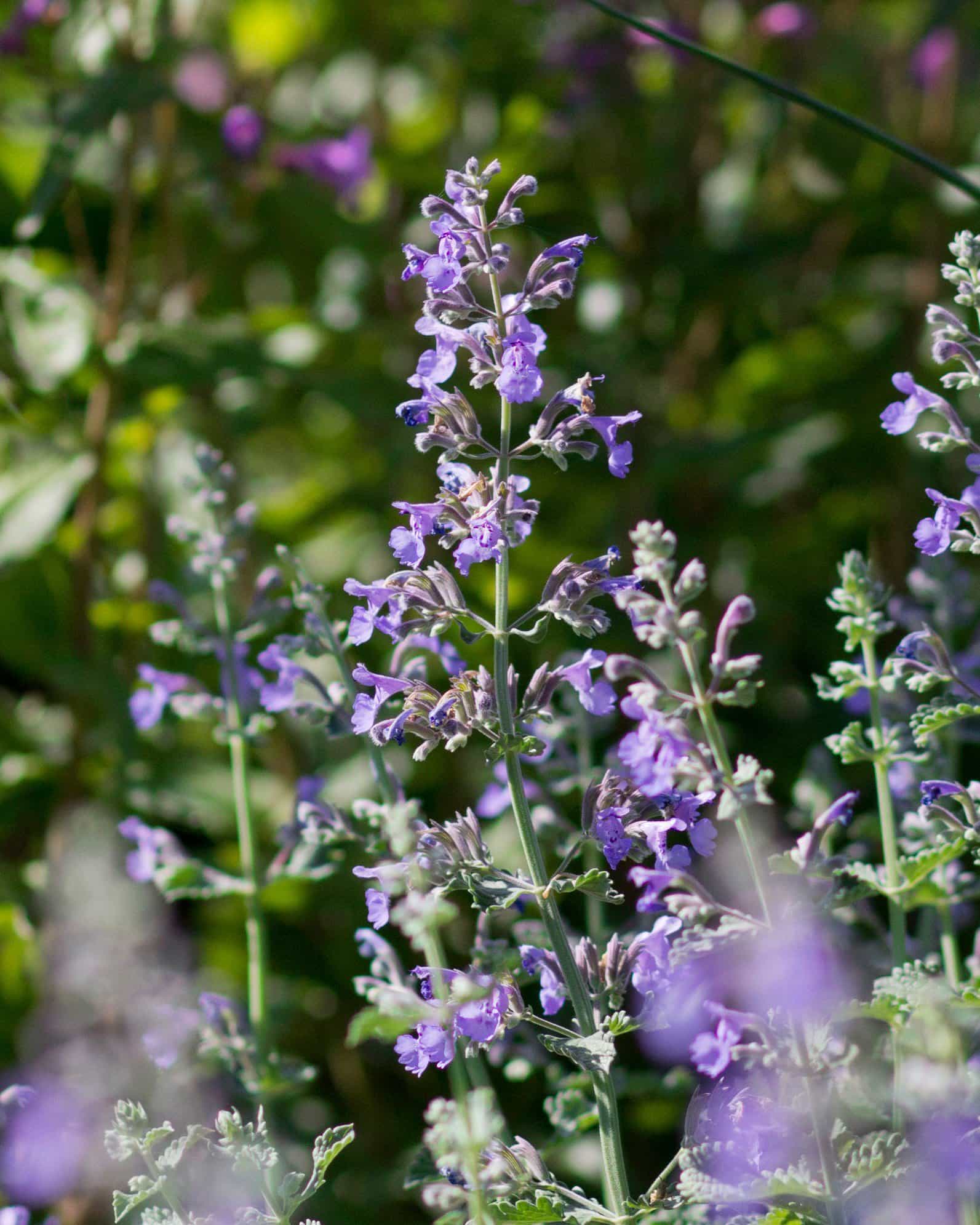 Walker's Low Catmint