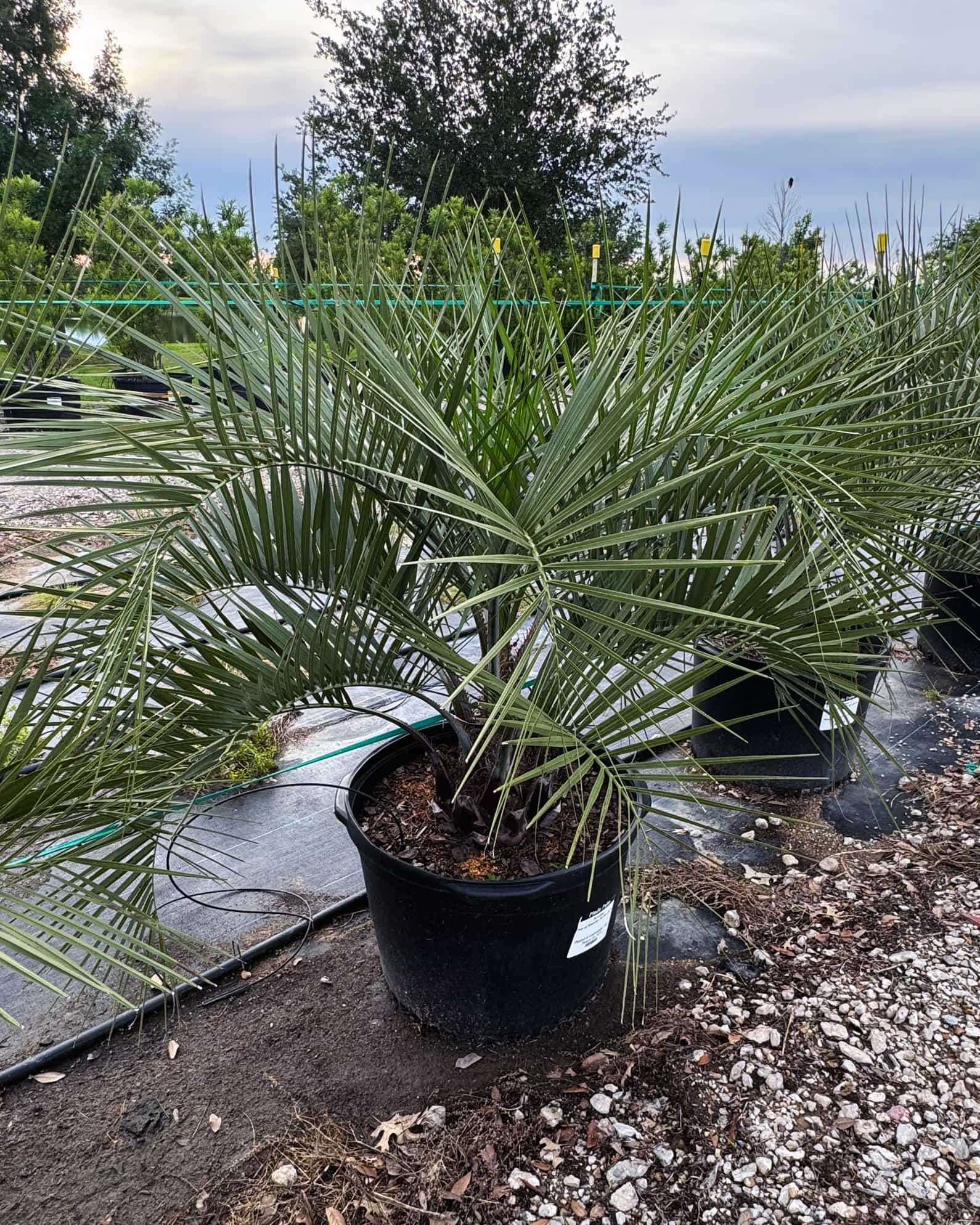 Pindo Palm