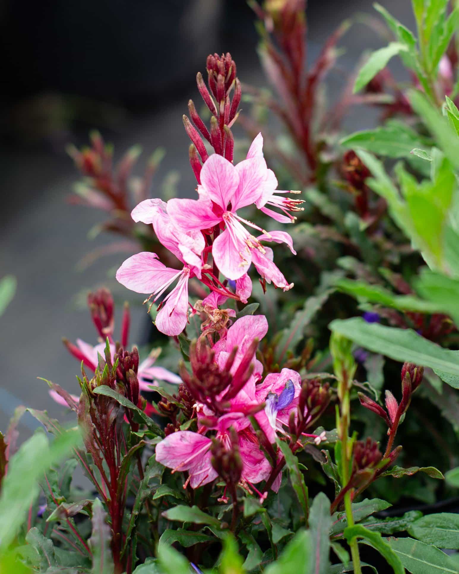 Siskiyou Pink Gaura