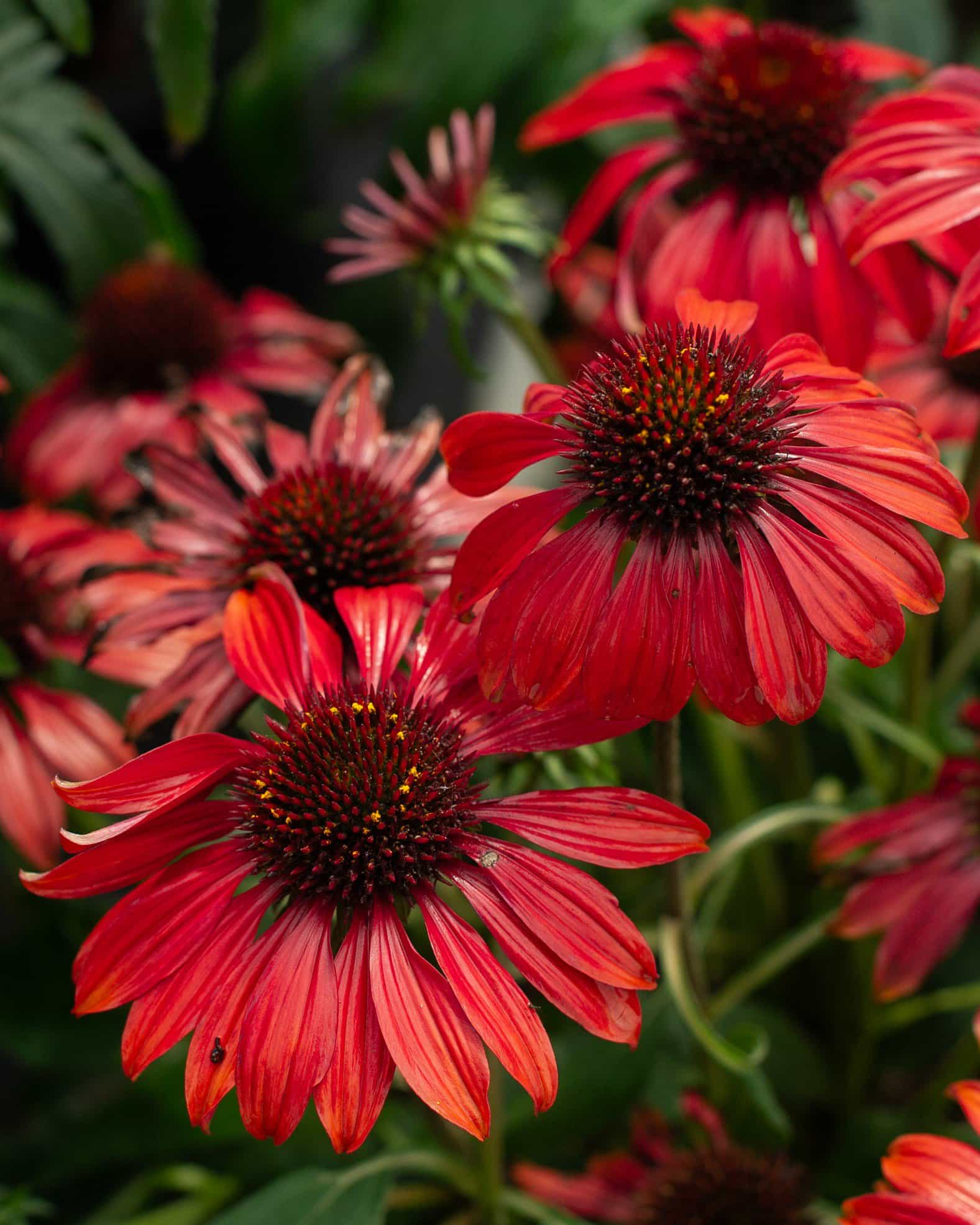 Sombrero Sangrita Coneflower