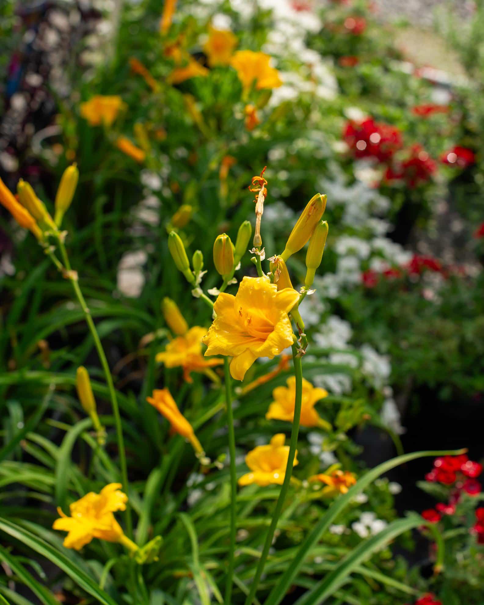 Stella D'Oro Daylily - view 3