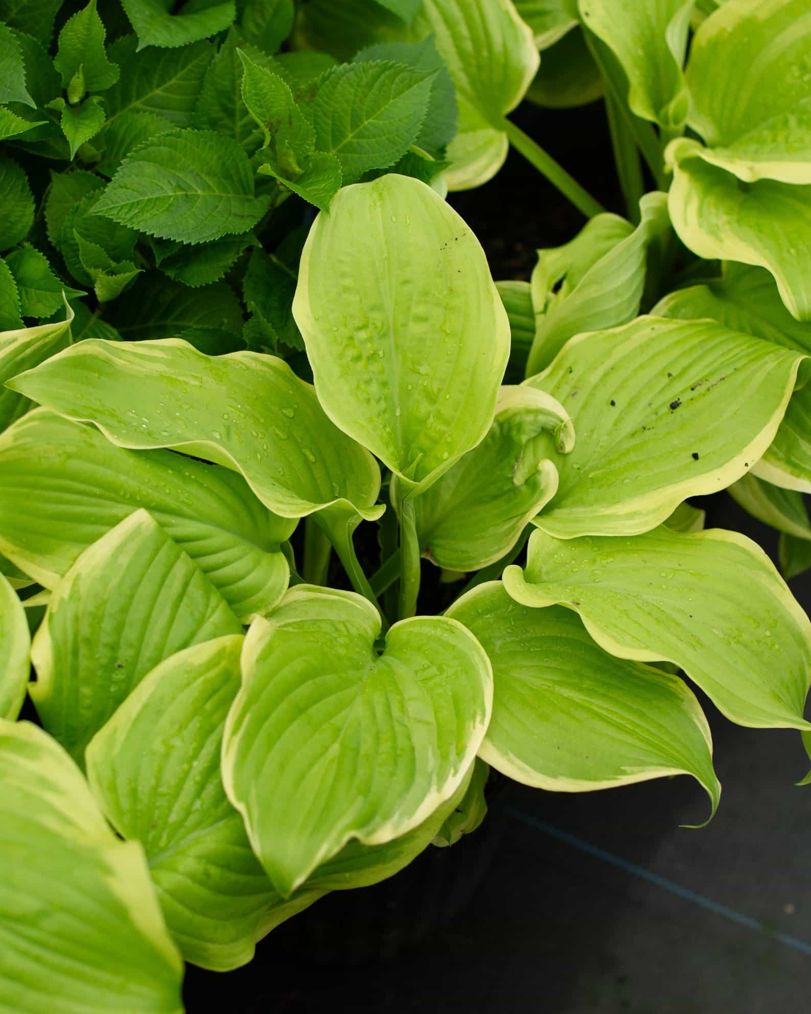 Fragrant Bouquet Hosta