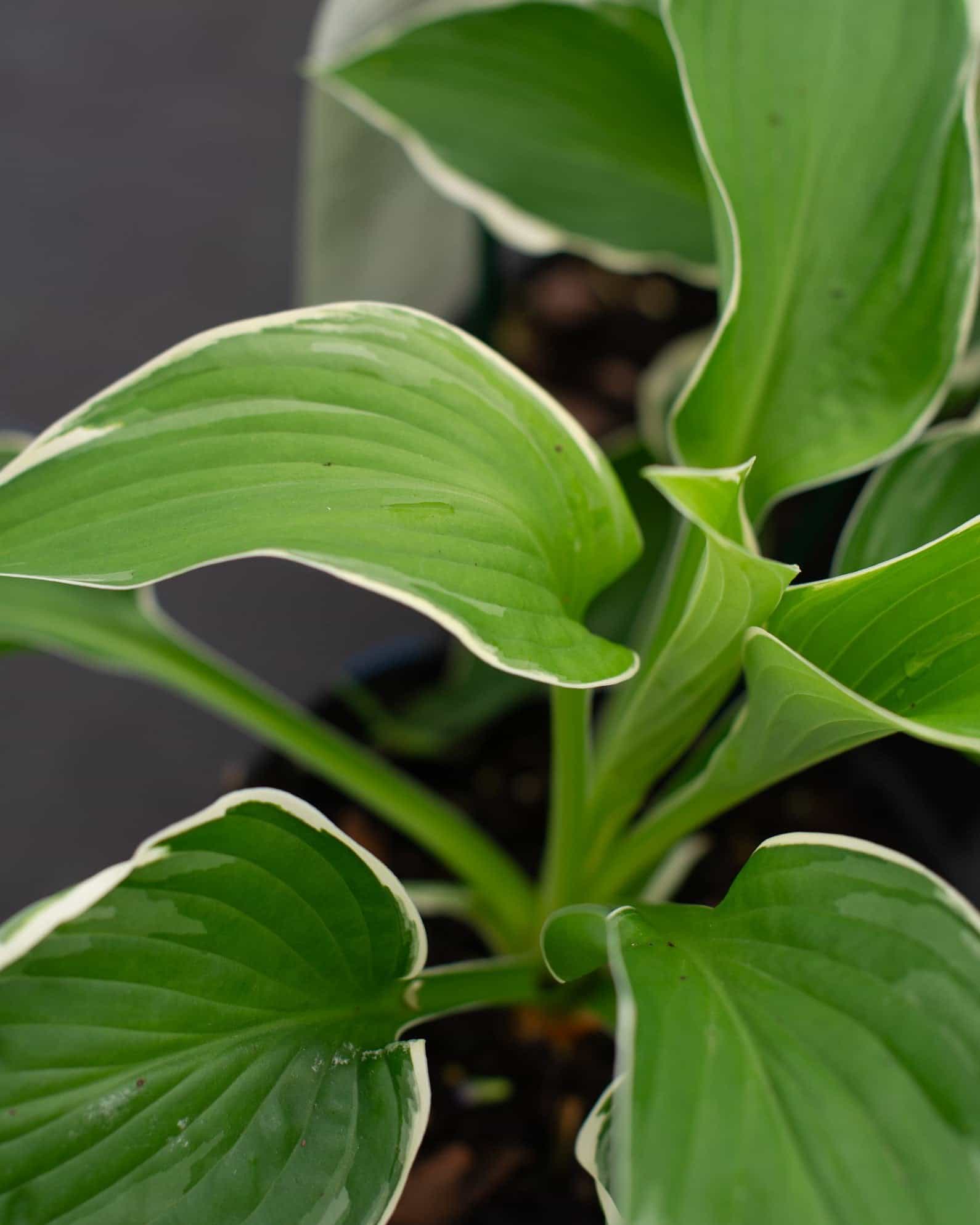 Francee Hosta - view 2