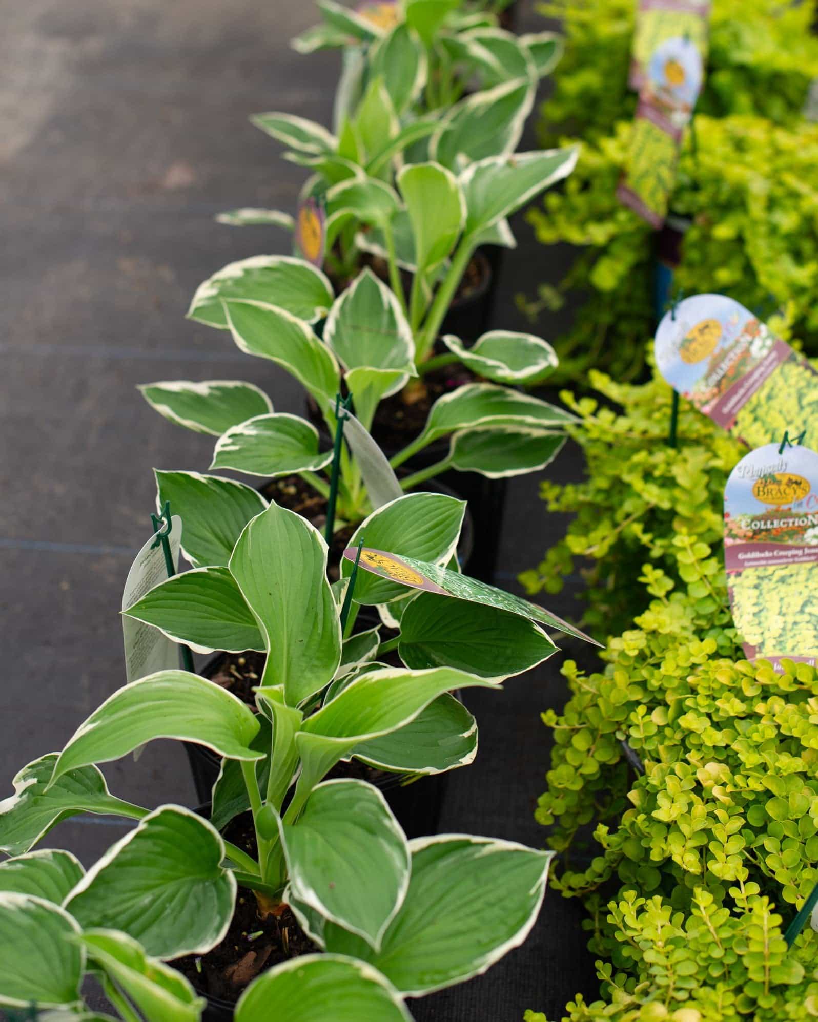 Francee Hosta - view 3