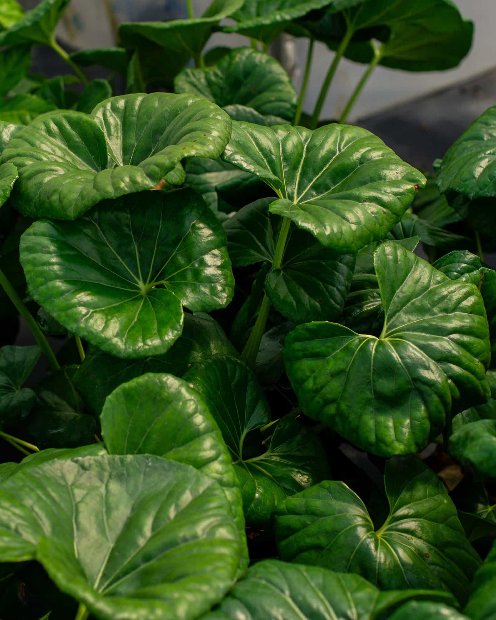 Giant Leopard Plant - view 2