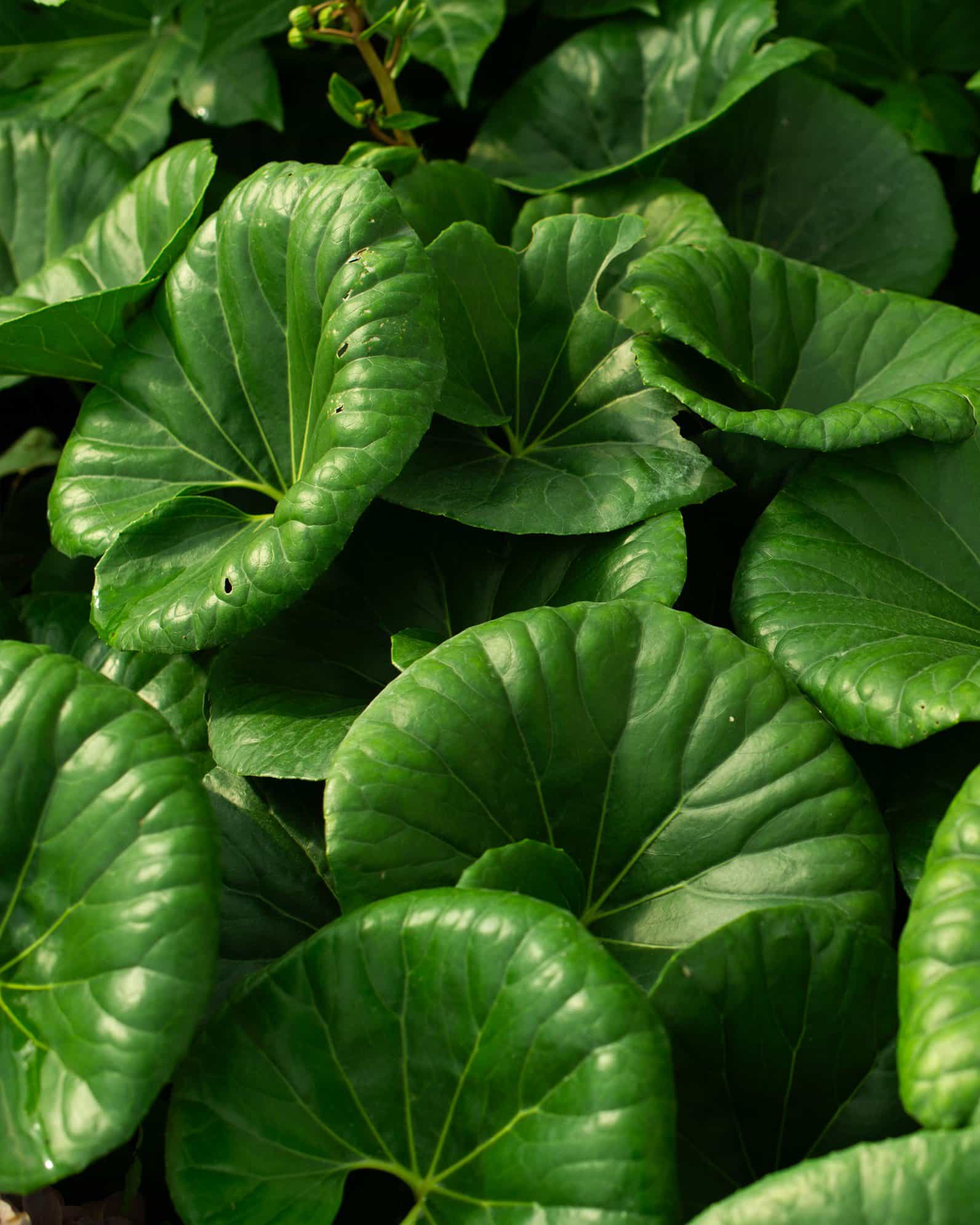 Giant Leopard Plant - view 3