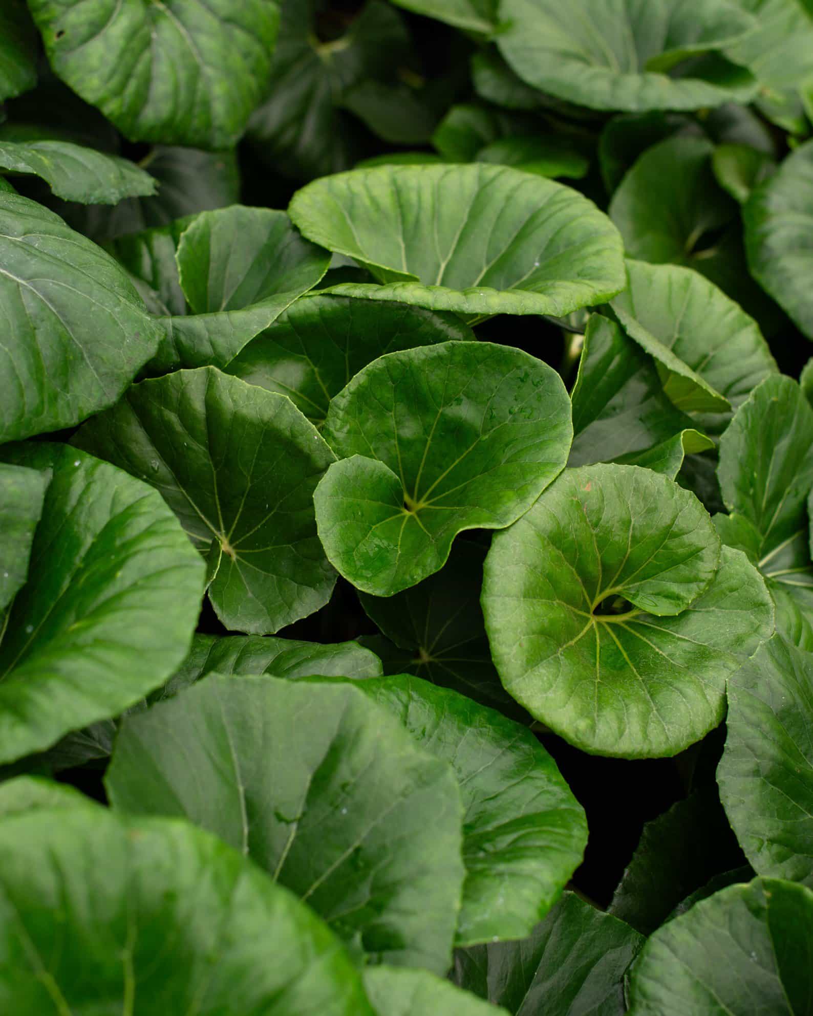Giant Leopard Plant - view 4