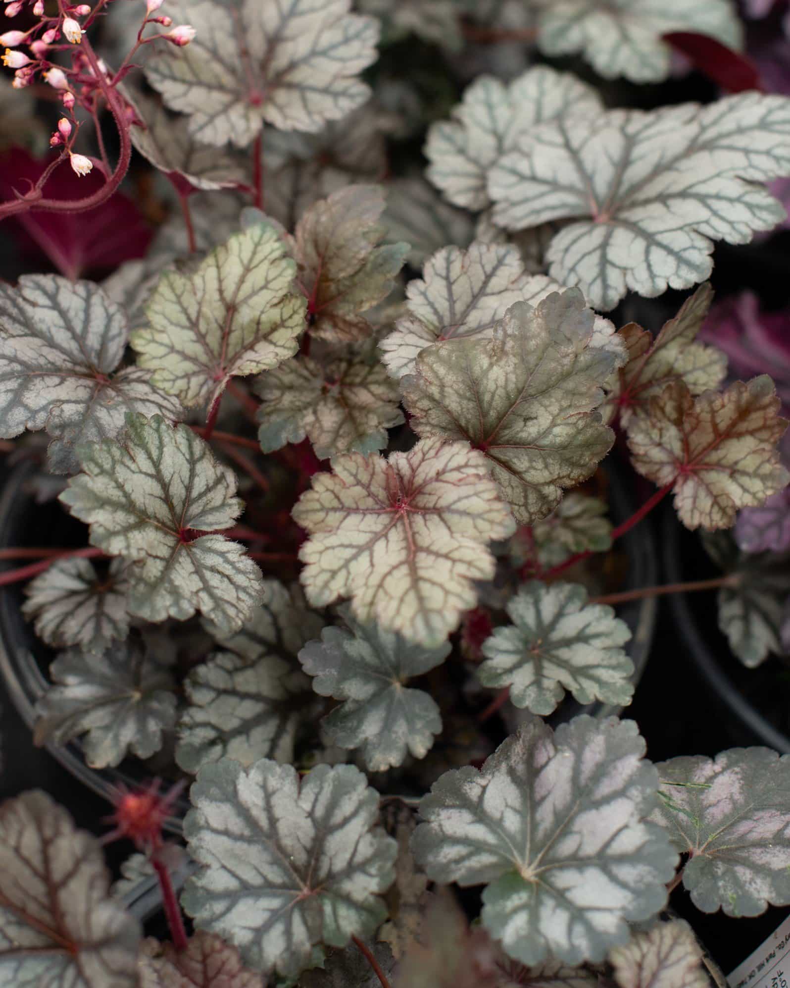 Glitter Heuchera