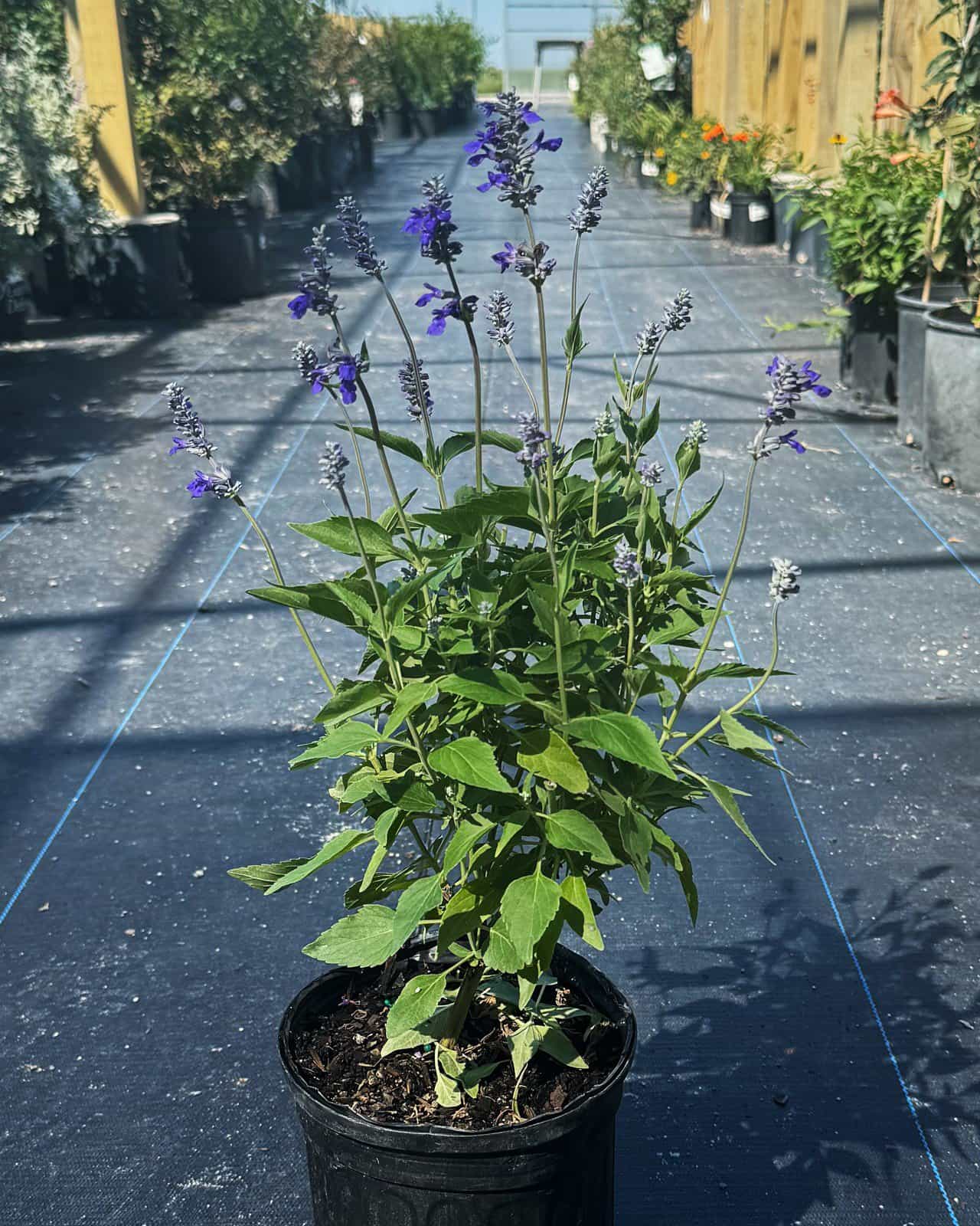 Henry Duelberg Salvia